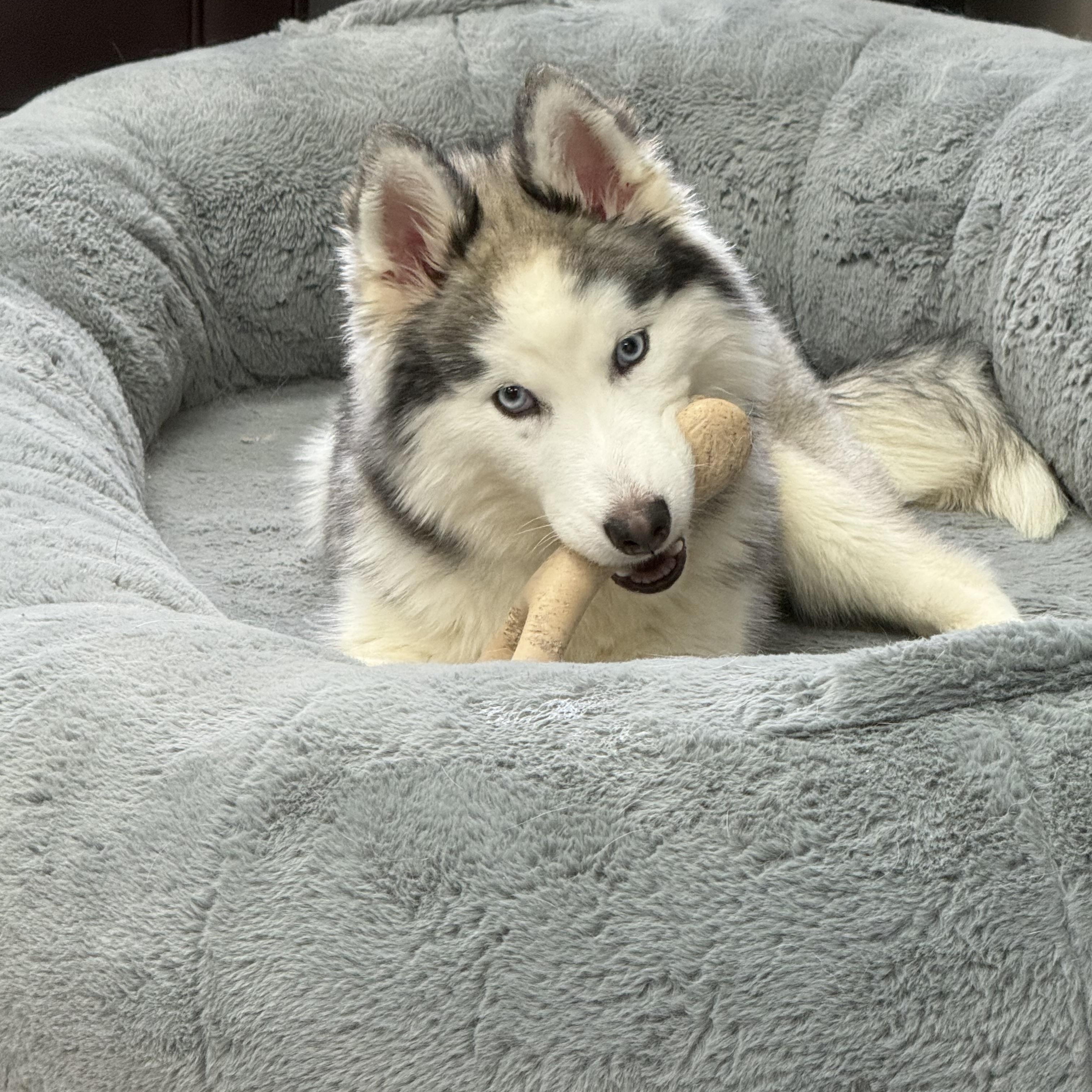 Enlarge Loon, an adopted Siberian Husky in South Lyon, MI image 4/4