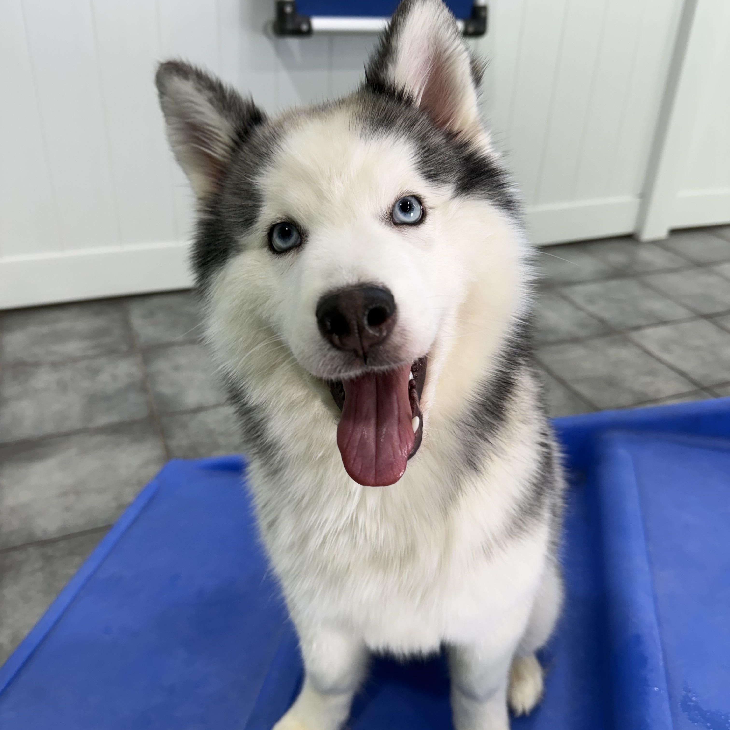 Loon, ADOPTABLE, Young Female Siberian Husky.