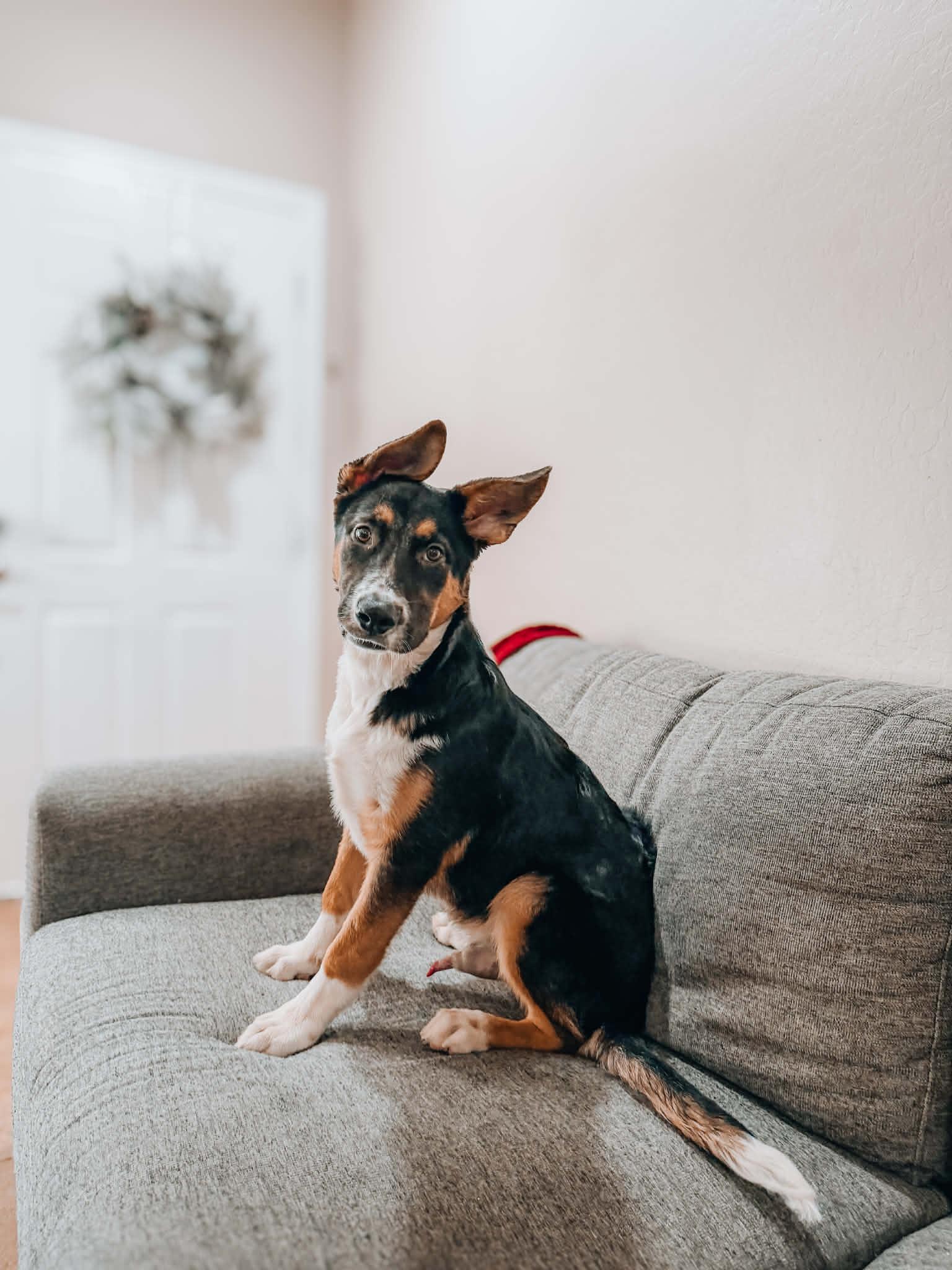 Raider, ADOPTABLE, Puppy Male Bernese Mountain Dog.