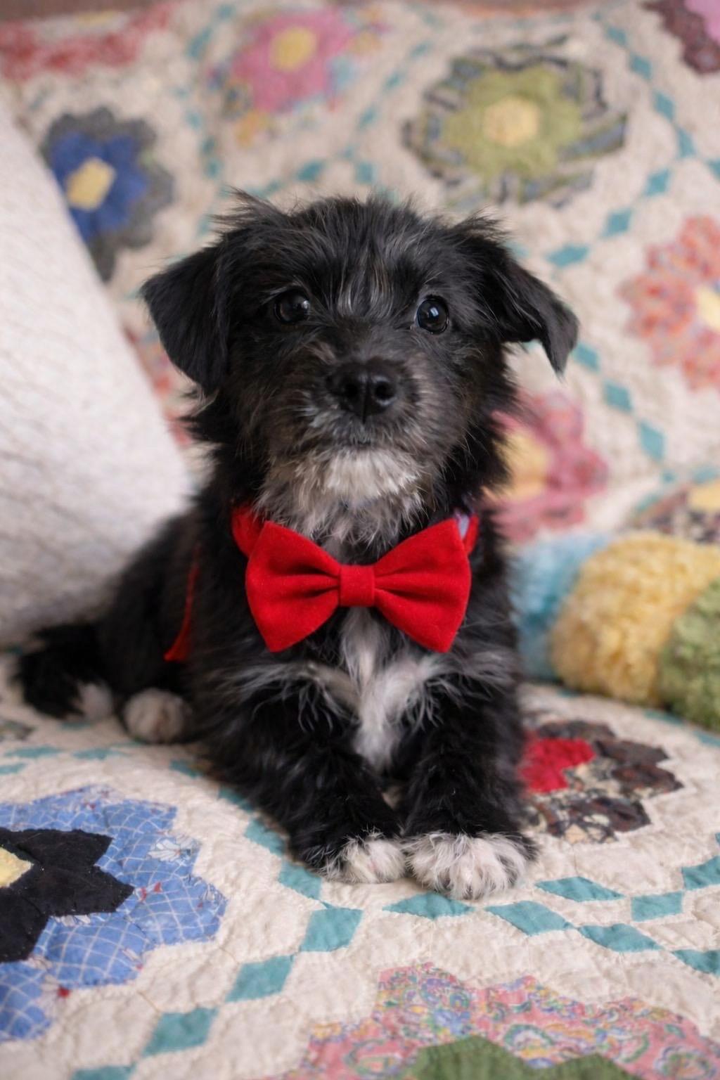 Enlarge Stevie Nicks , an adopted mixed breed in Murrieta, CA image 3/6