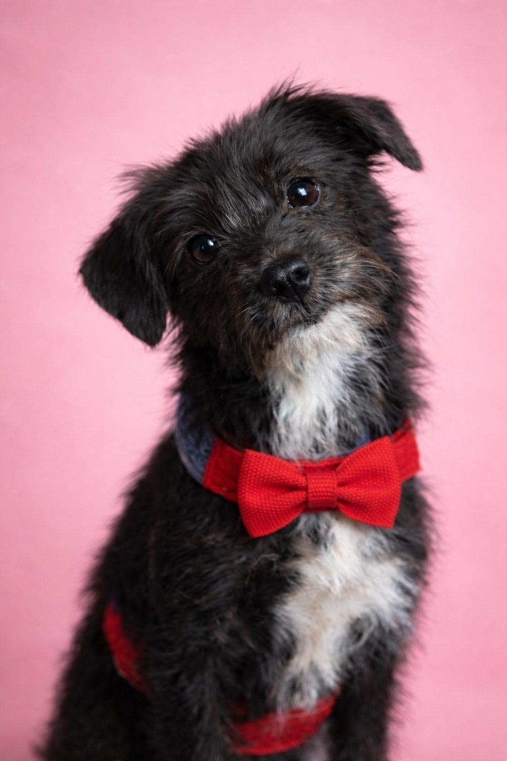 Enlarge Stevie Nicks , an adopted mixed breed in Murrieta, CA image 4/6