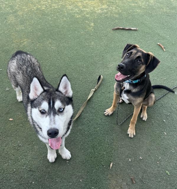 Dash, Adoptable, Young Male Siberian Husky.