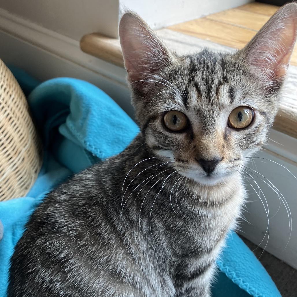 Clover, Adoptable, Kitten Male Domestic Short Hair.