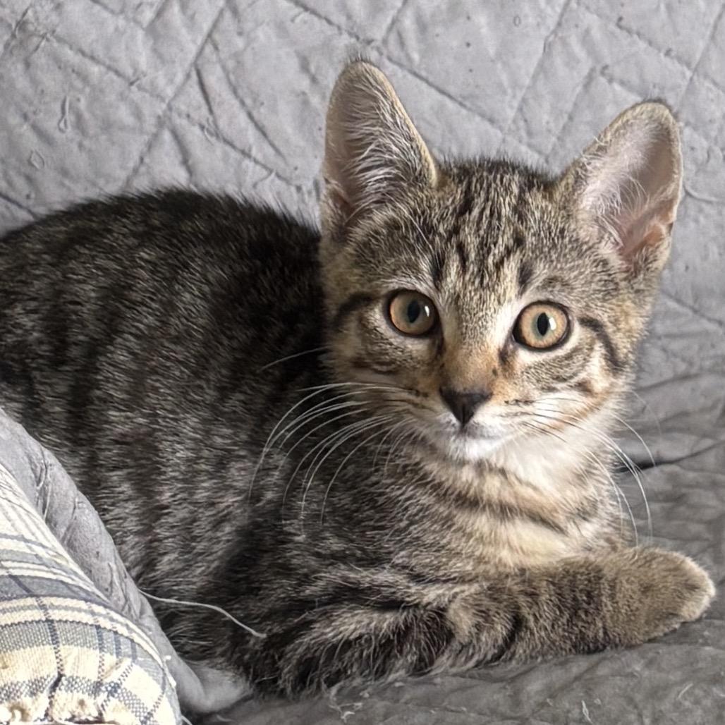 Clover, Adoptable, Kitten Male Domestic Short Hair.