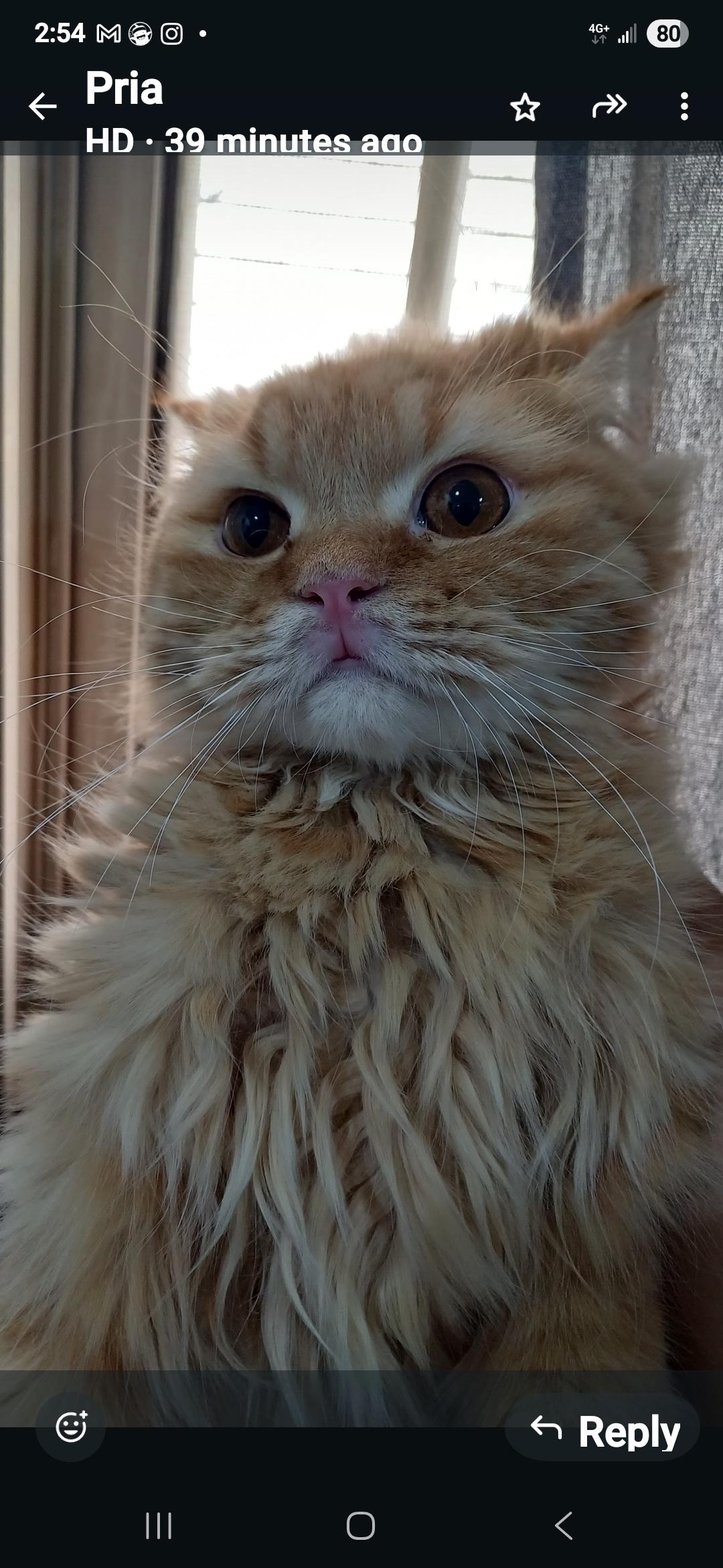 Ginger, Adopted, Young Male Persian.