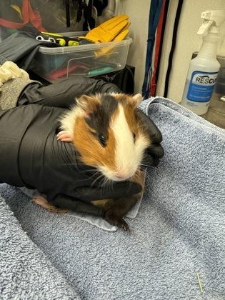 Enlarge Jangle, a Adoptable Guinea Pig in Seattle, WA image 1/1