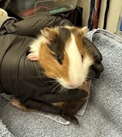 Enlarge Jangle, a Adoptable Guinea Pig in Seattle, WA image 2/2