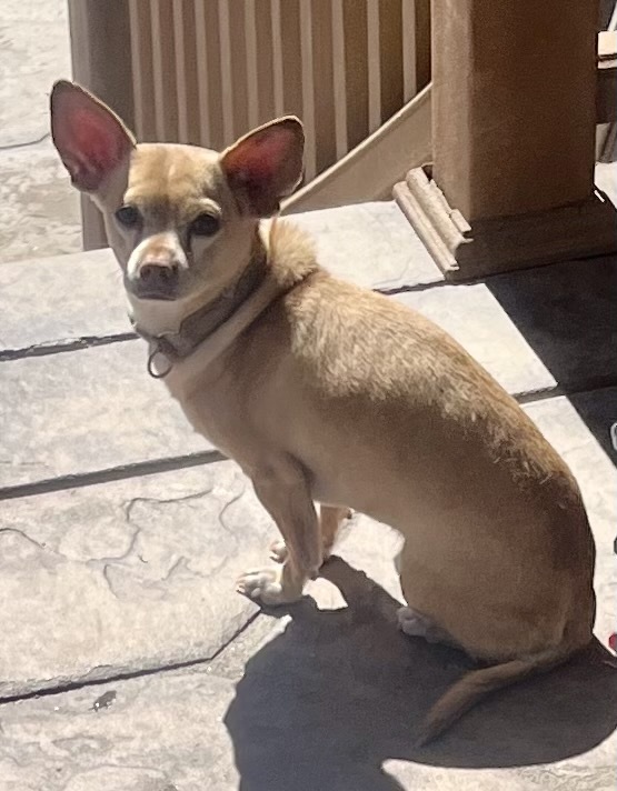 Simba 5