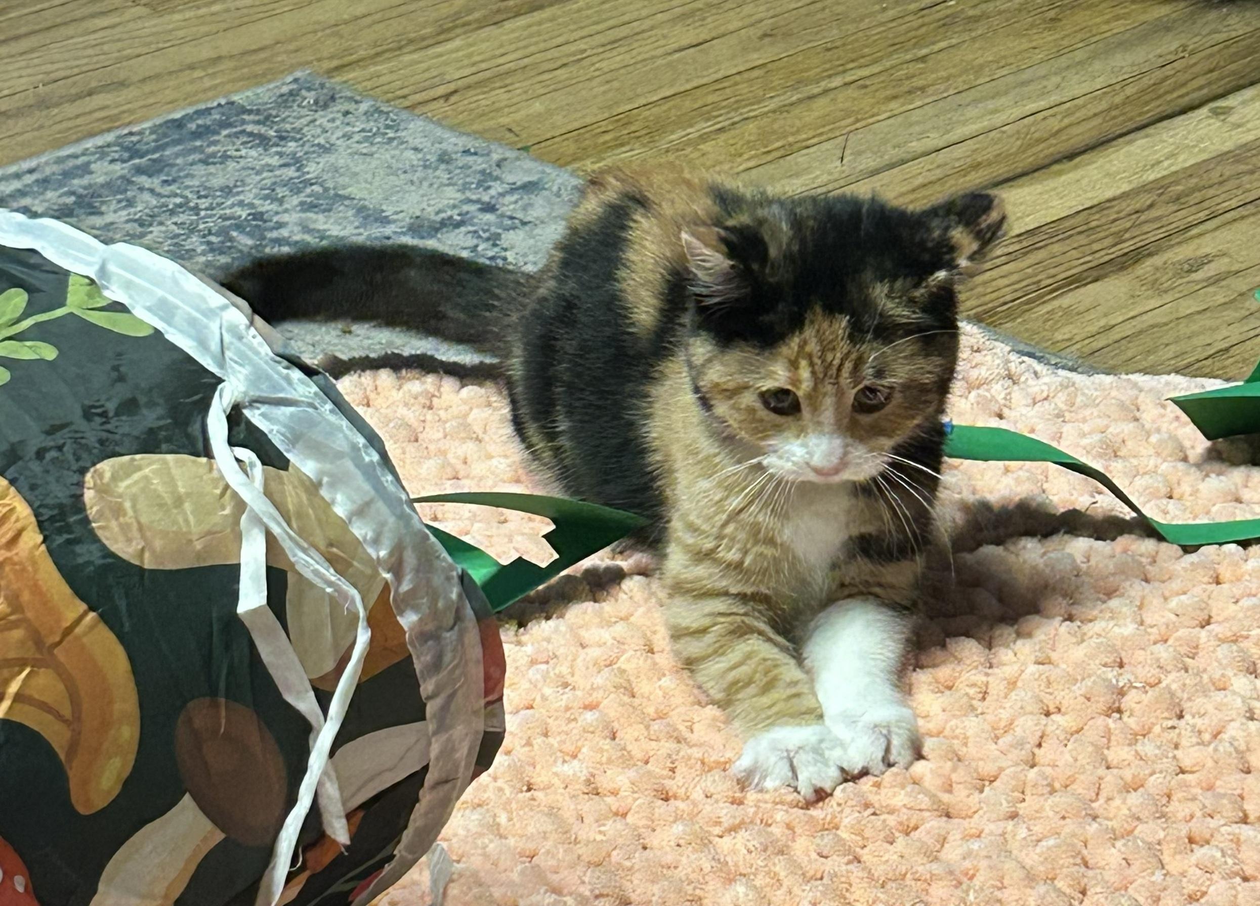 Samara, adopted, Kitten Female Domestic Short Hair & Calico.