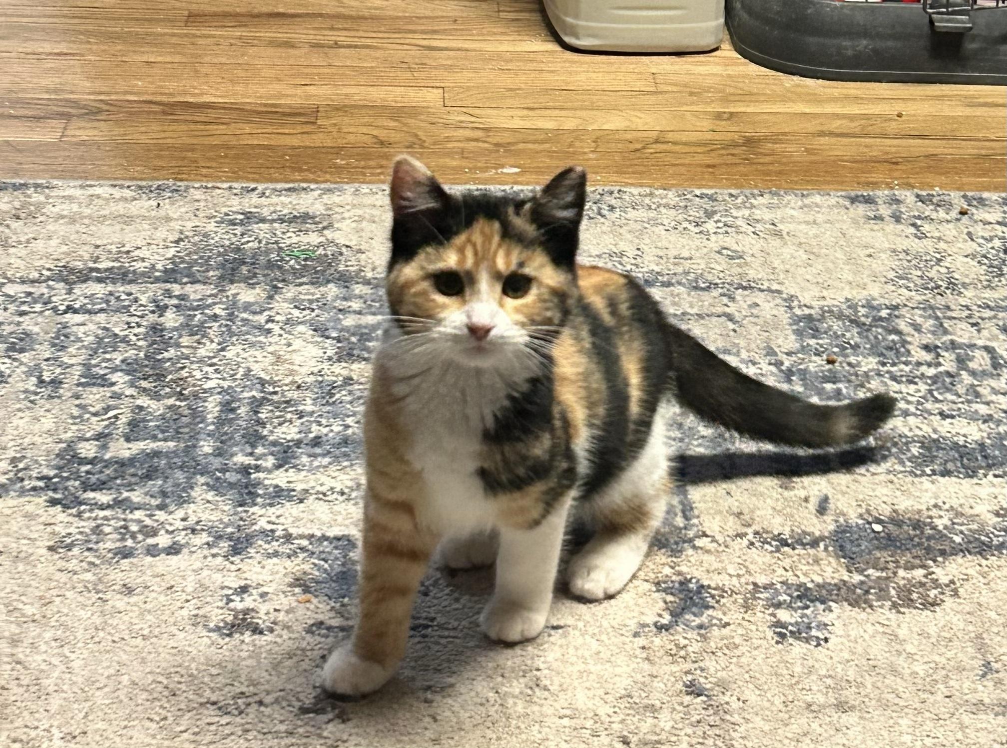 Samara, an adopted mixed breed in Midvale, UT image 2/3