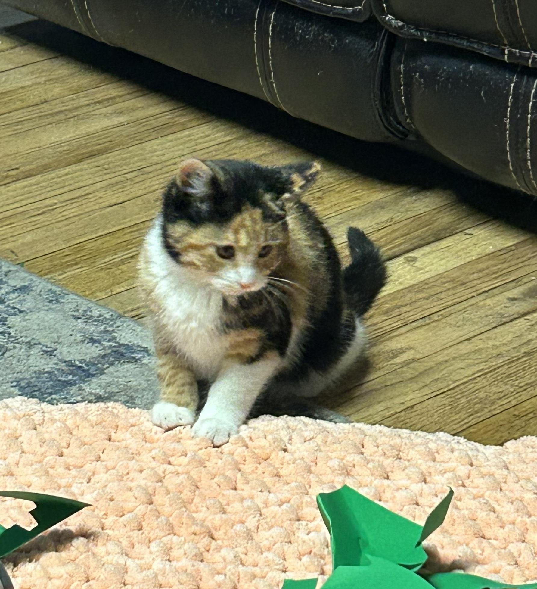 Samara, an adopted mixed breed in Midvale, UT image 3/3