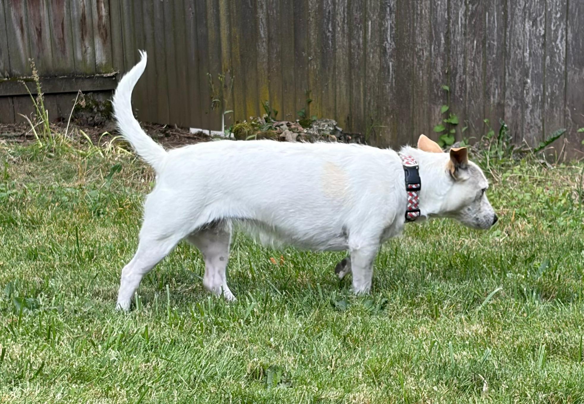 Sally, a Adoptable mixed breed in Ocean Shores, WA image 2/6