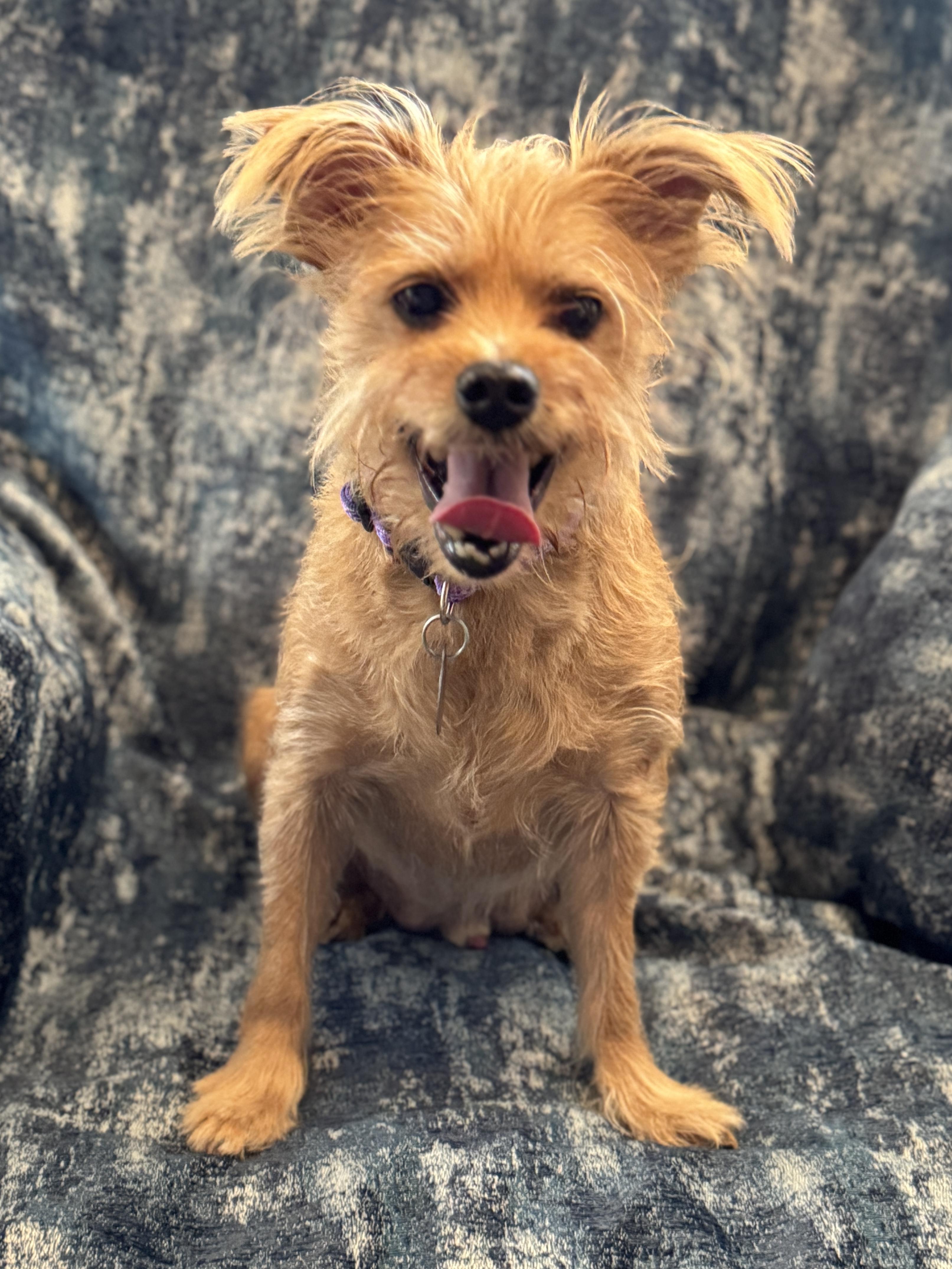 Butterbean, Adoptable, Senior Male Yorkshire Terrier.