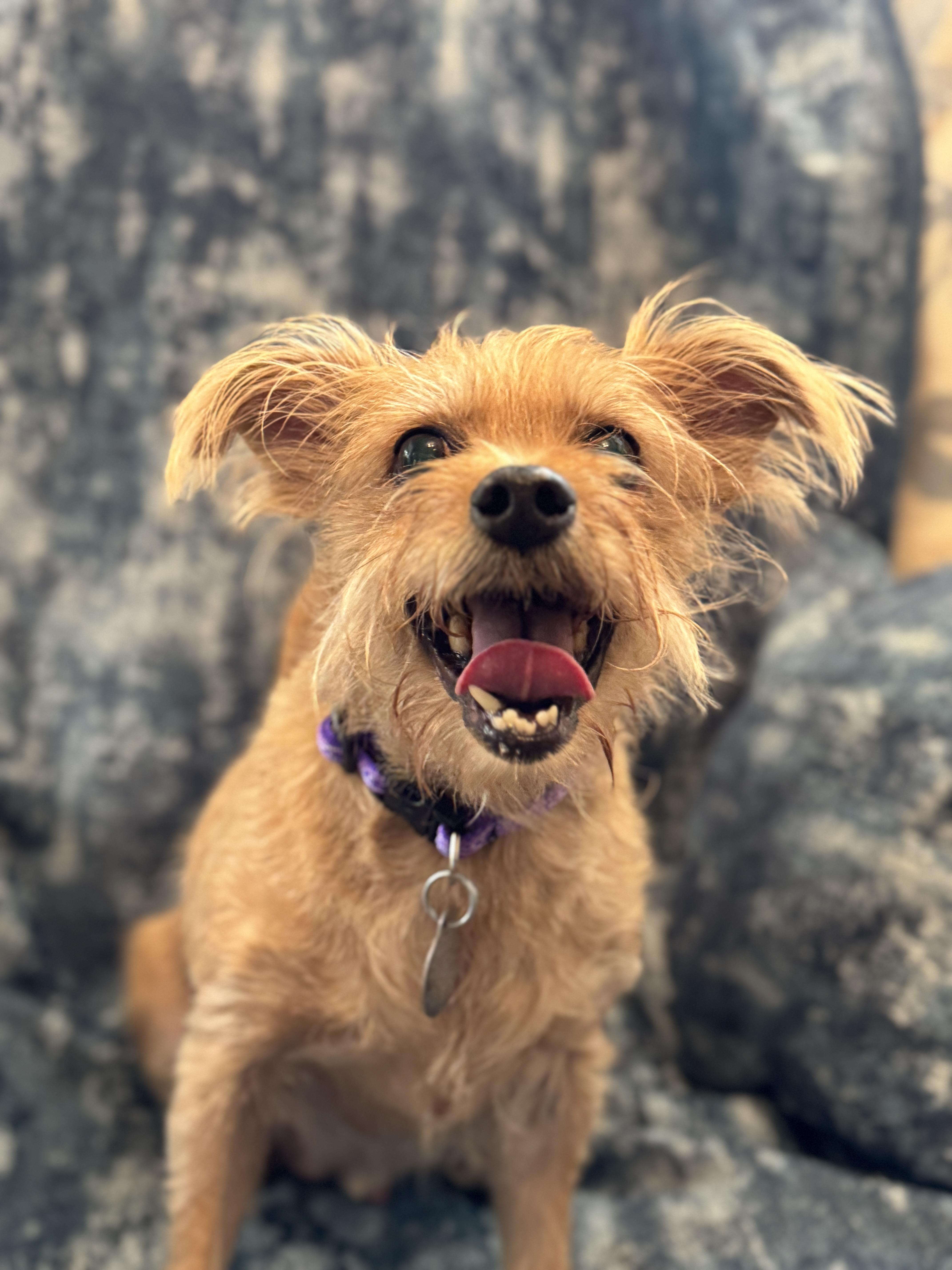 Butterbean, a Adoptable mixed breed in Irving, TX image 2/5