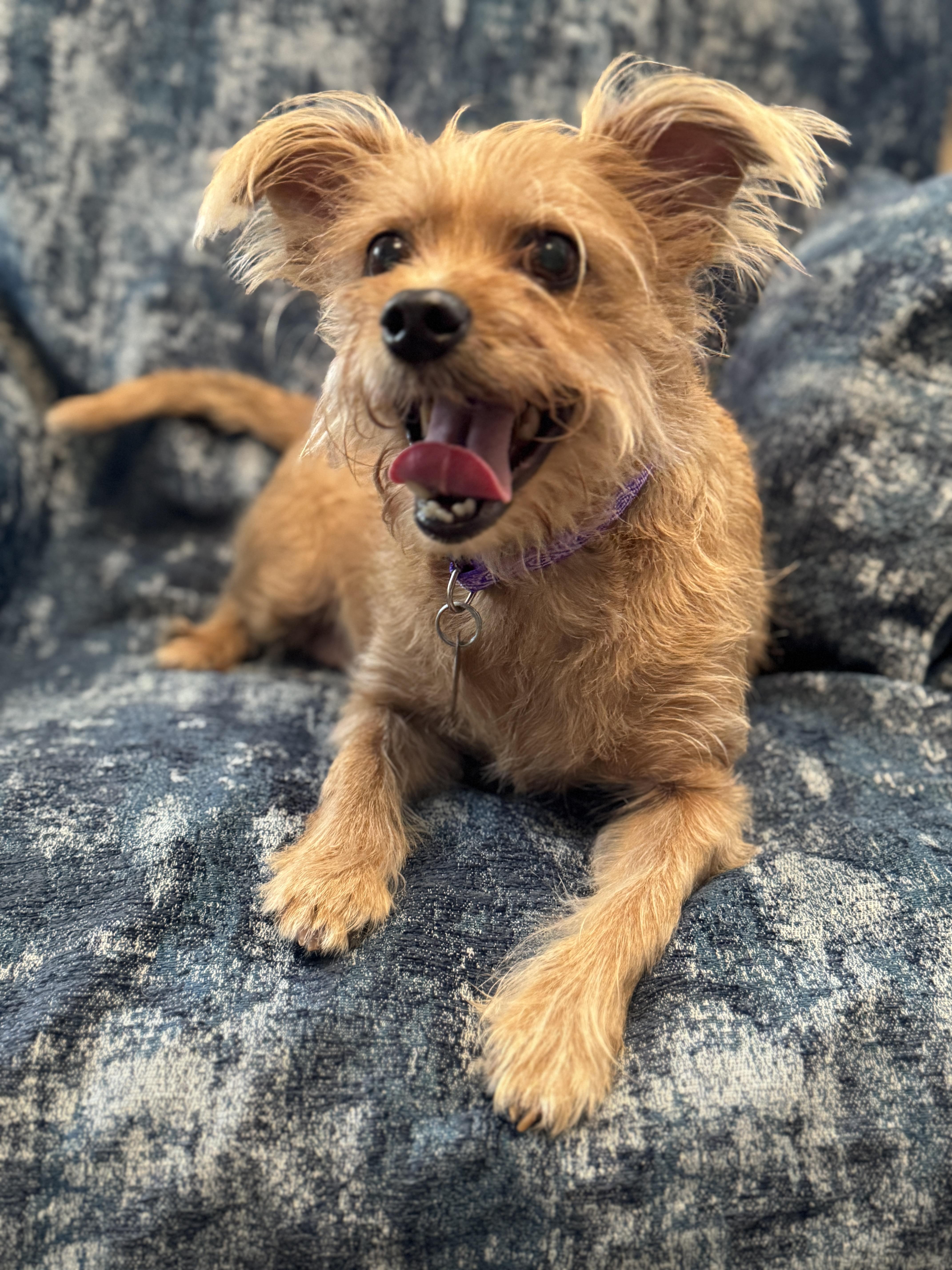 Butterbean, a Adoptable mixed breed in Irving, TX image 3/5