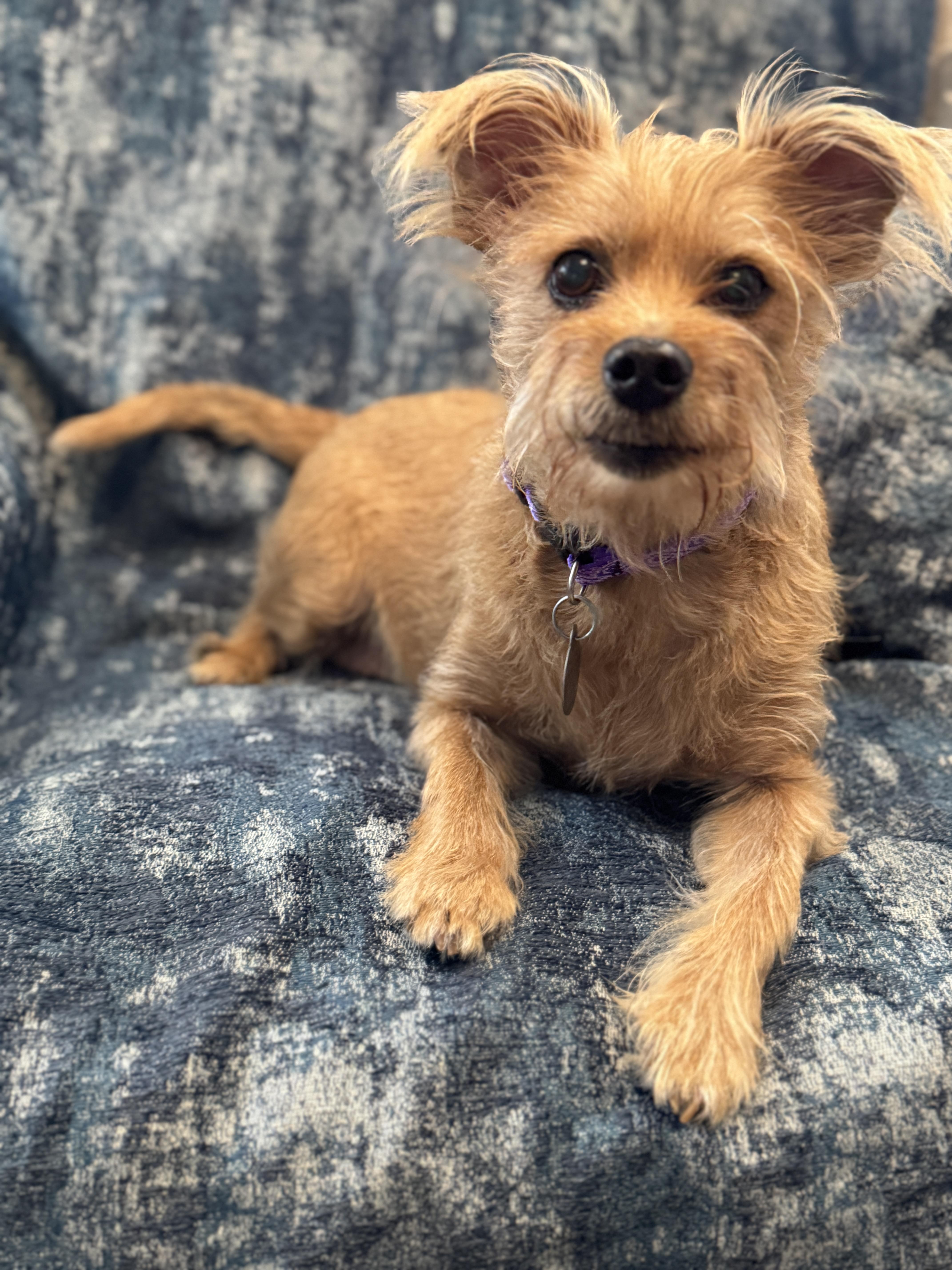 Butterbean, a Adoptable mixed breed in Irving, TX image 4/5