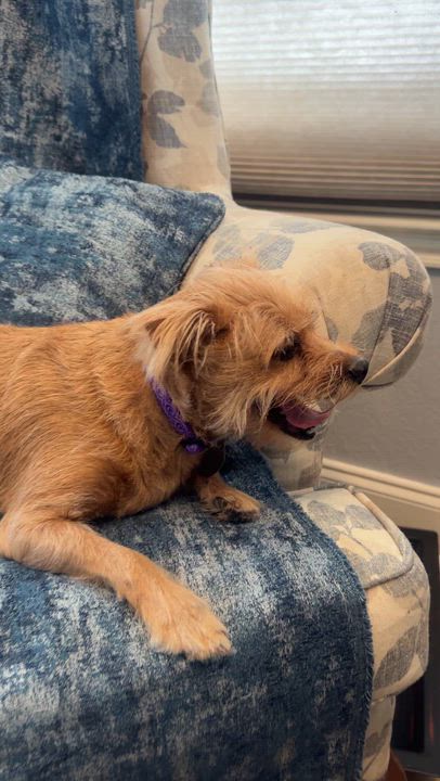 Enlarge Butterbean, a Adoptable mixed breed in Irving, TX video 5/5