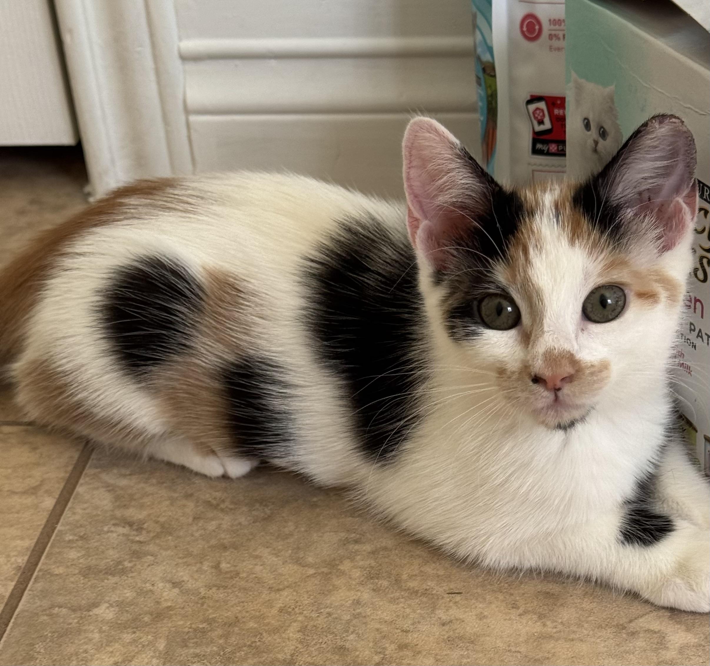 Tabitha, adopted, Young Female Domestic Short Hair.