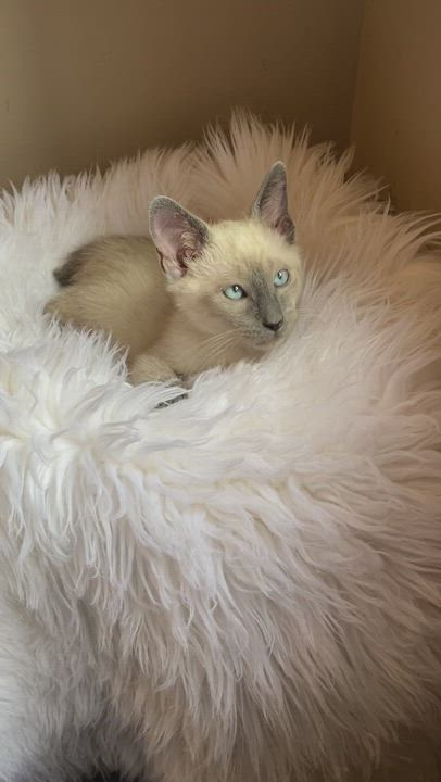 Enlarge Tanzer, a Adopted mixed breed in Bradenton, FL video 6/11