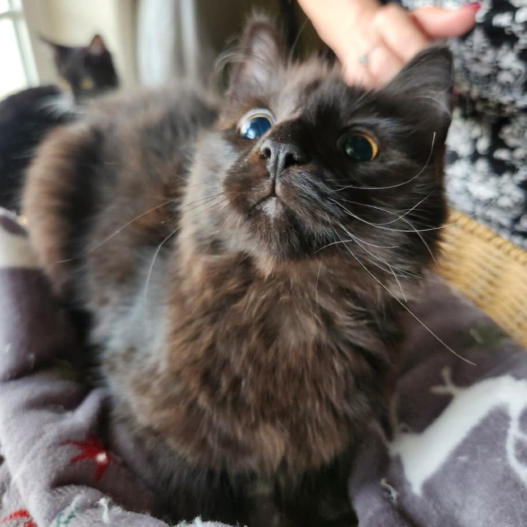 Wonder, Adoptable, Young Male Domestic Long Hair.