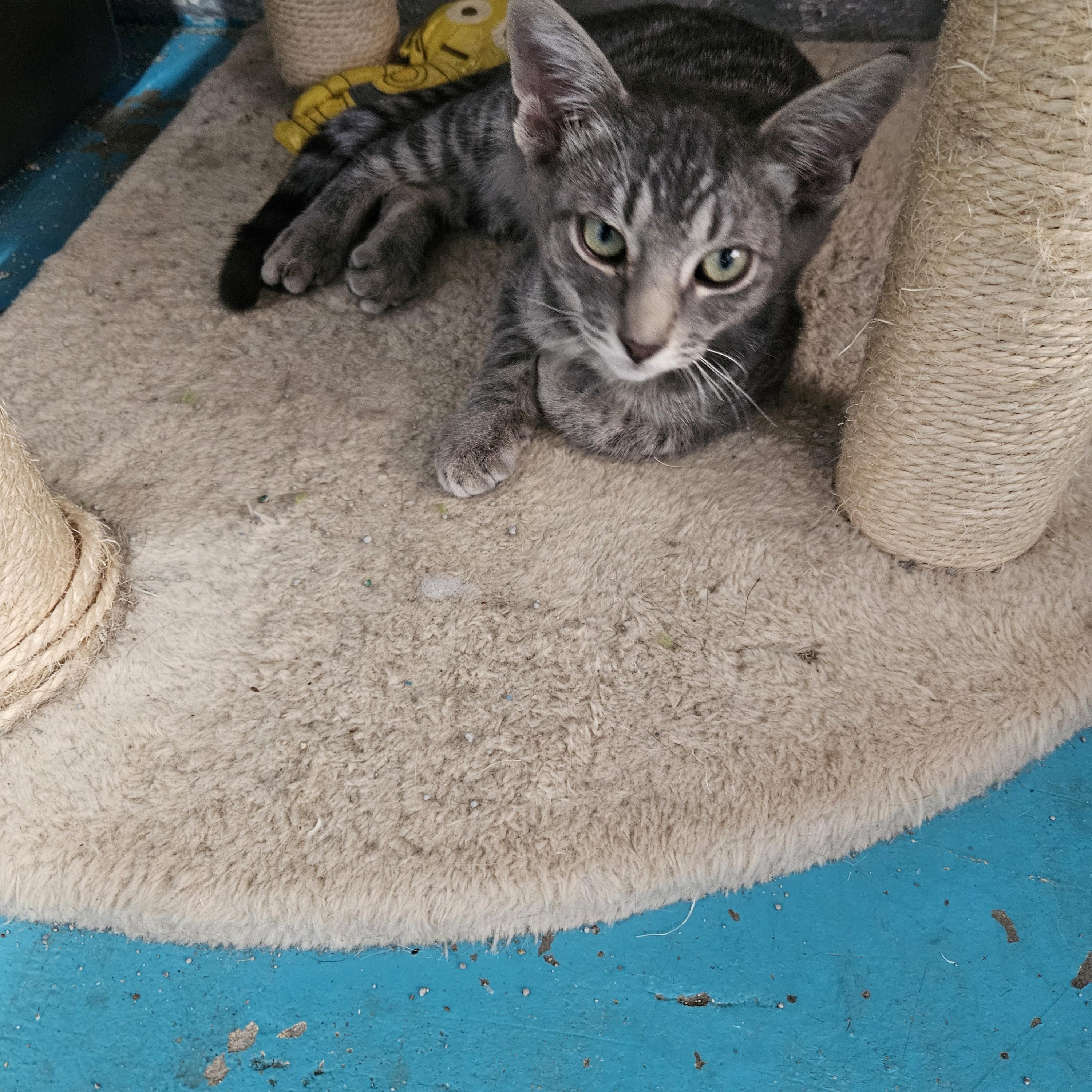 Edgar, ADOPTABLE, Young Male Domestic Short Hair.