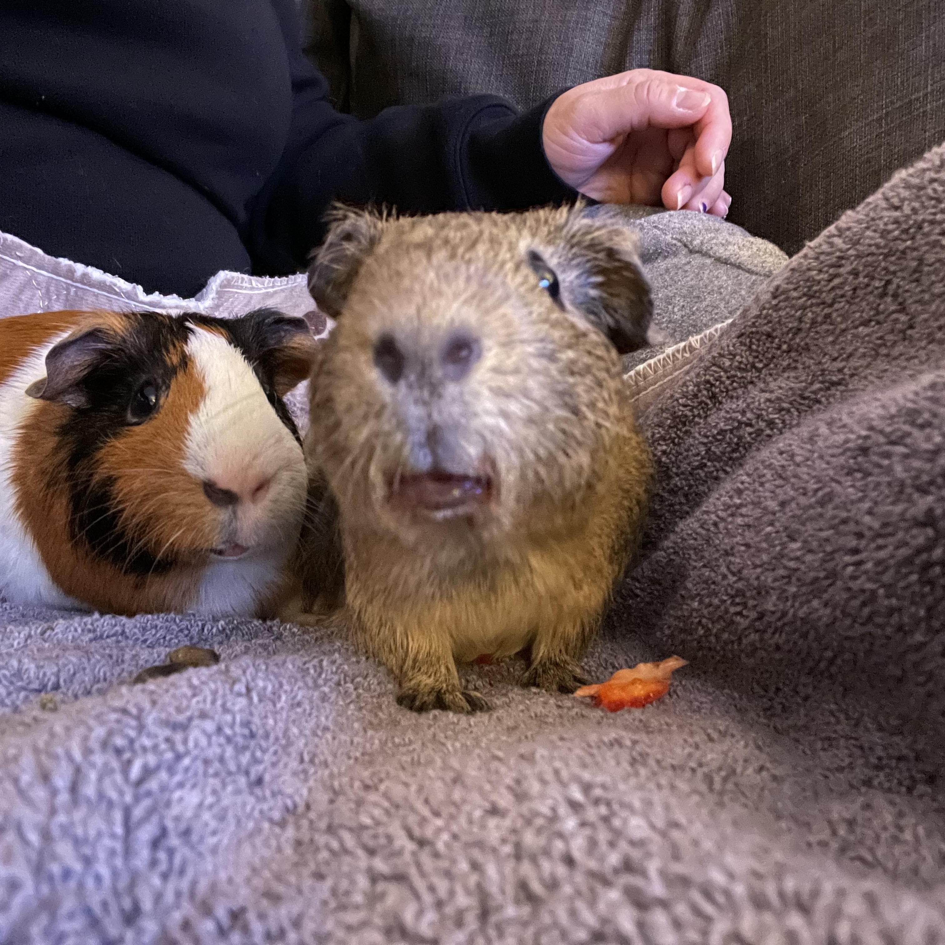 Enlarge Hobbs and Shaw, a Adoptable Short-Haired in Walnut Grove, CA image 1/5