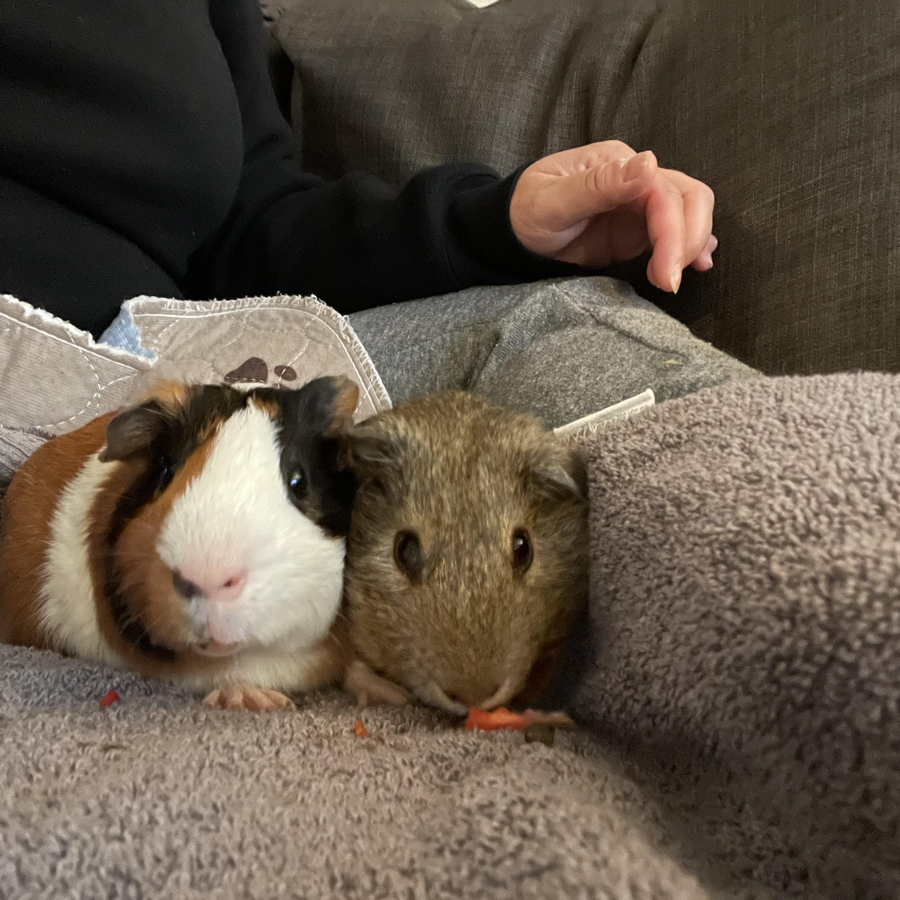 Enlarge Hobbs and Shaw, a Adoptable Short-Haired in Walnut Grove, CA image 2/5