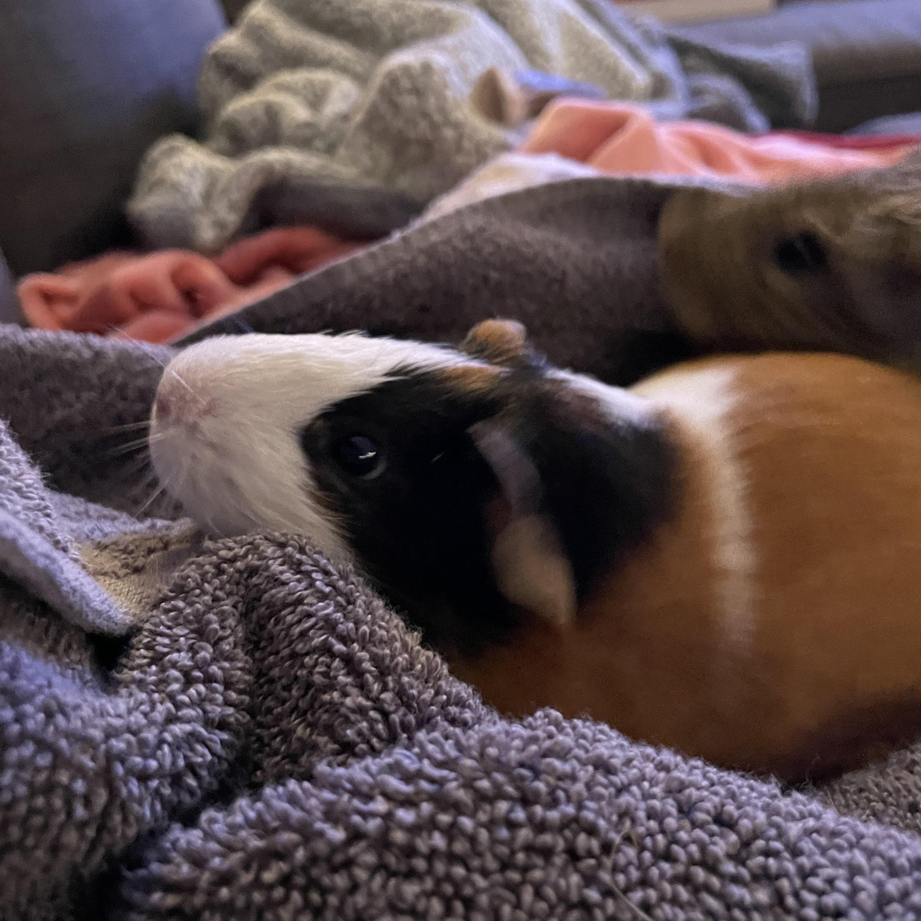 Enlarge Hobbs and Shaw, a Adoptable Short-Haired in Walnut Grove, CA image 4/5