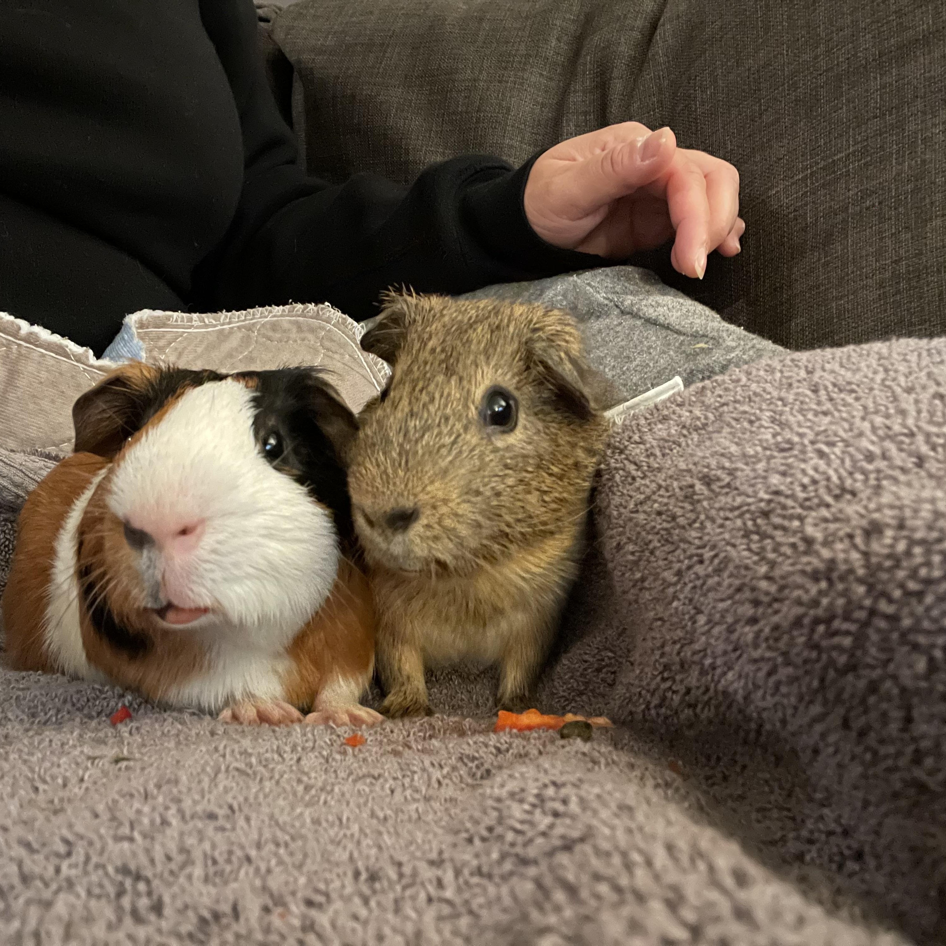 Enlarge Hobbs and Shaw, a Adoptable Short-Haired in Walnut Grove, CA image 5/5