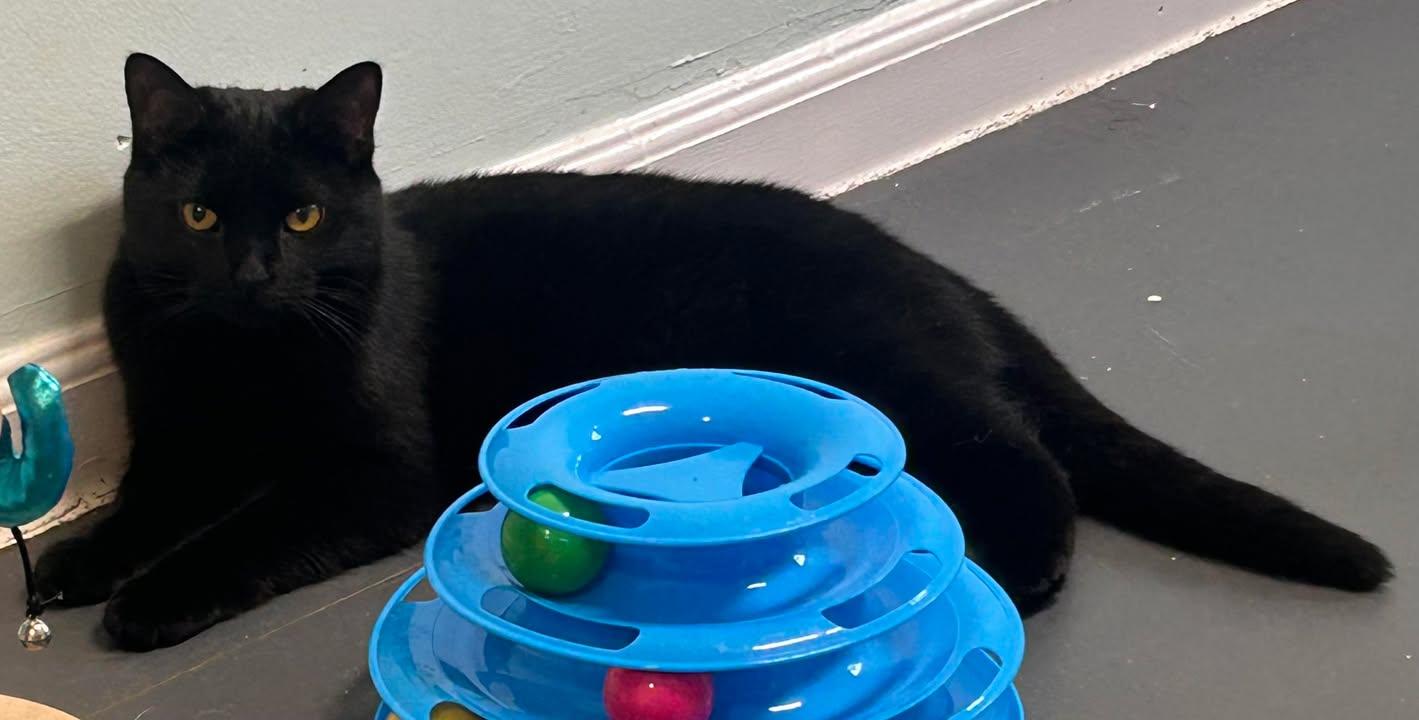 Enlarge Lil Boo, a Adoptable Domestic Short Hair in Lincoln, MI image 1/1