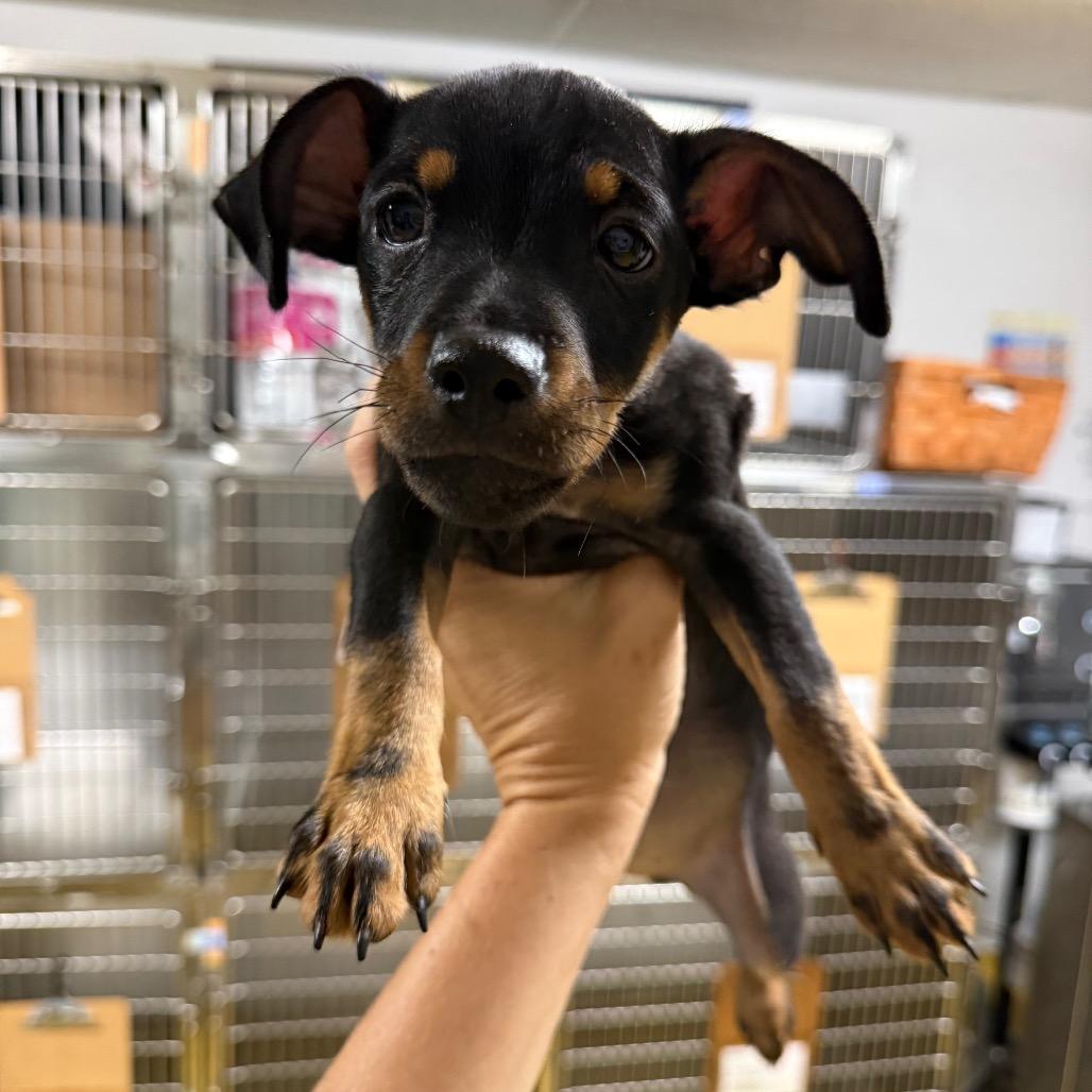 Enlarge Duke, a Adoptable mixed breed in Wahiawa, HI image 1/1