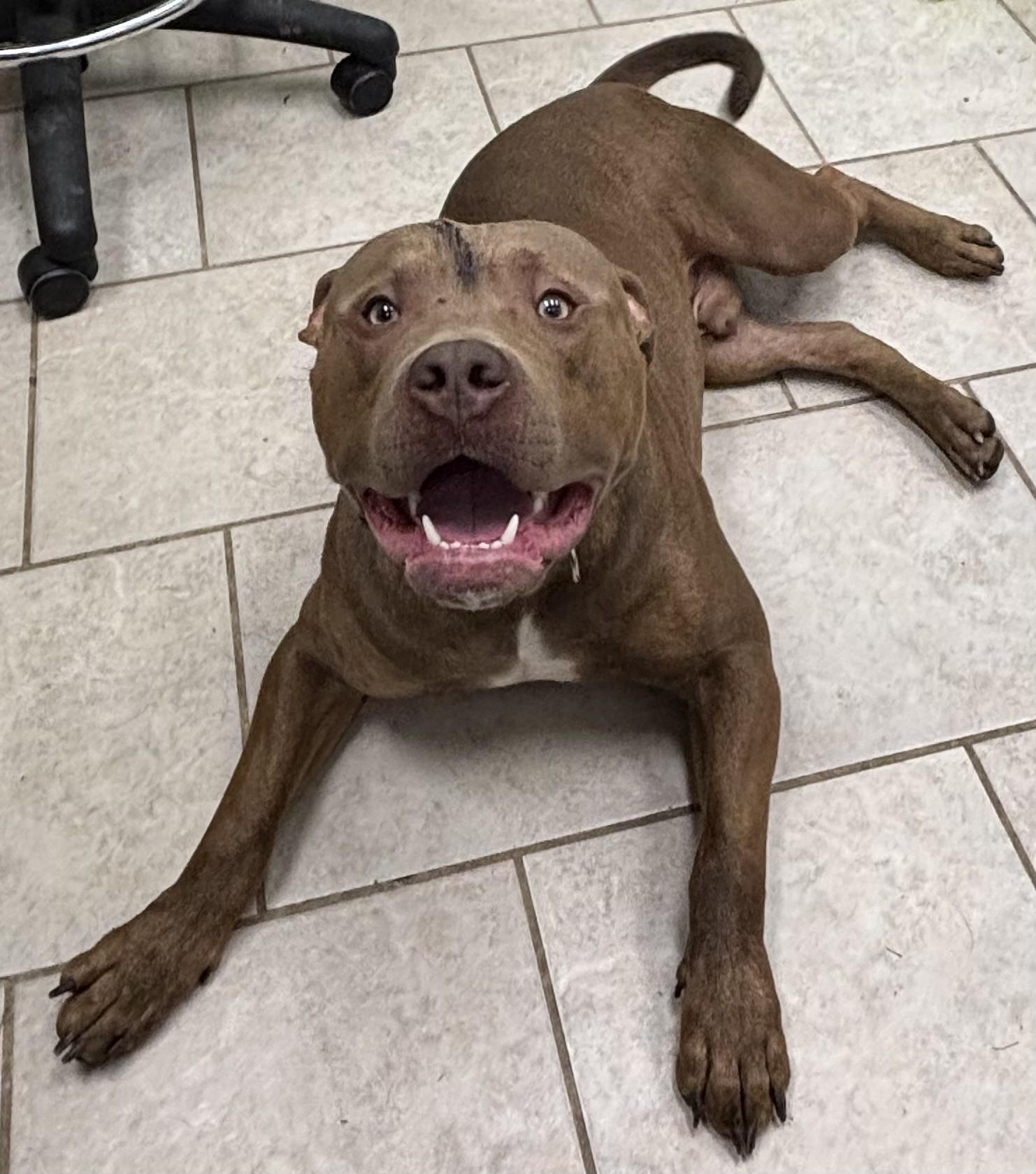 Buster, a ADOPTABLE Pit Bull Terrier in Vernon, NJ image 2/2