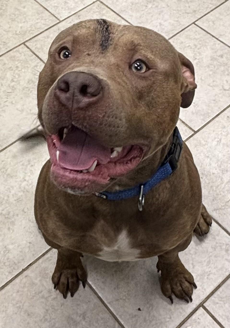 Buster, ADOPTABLE, Young Male Pit Bull Terrier.