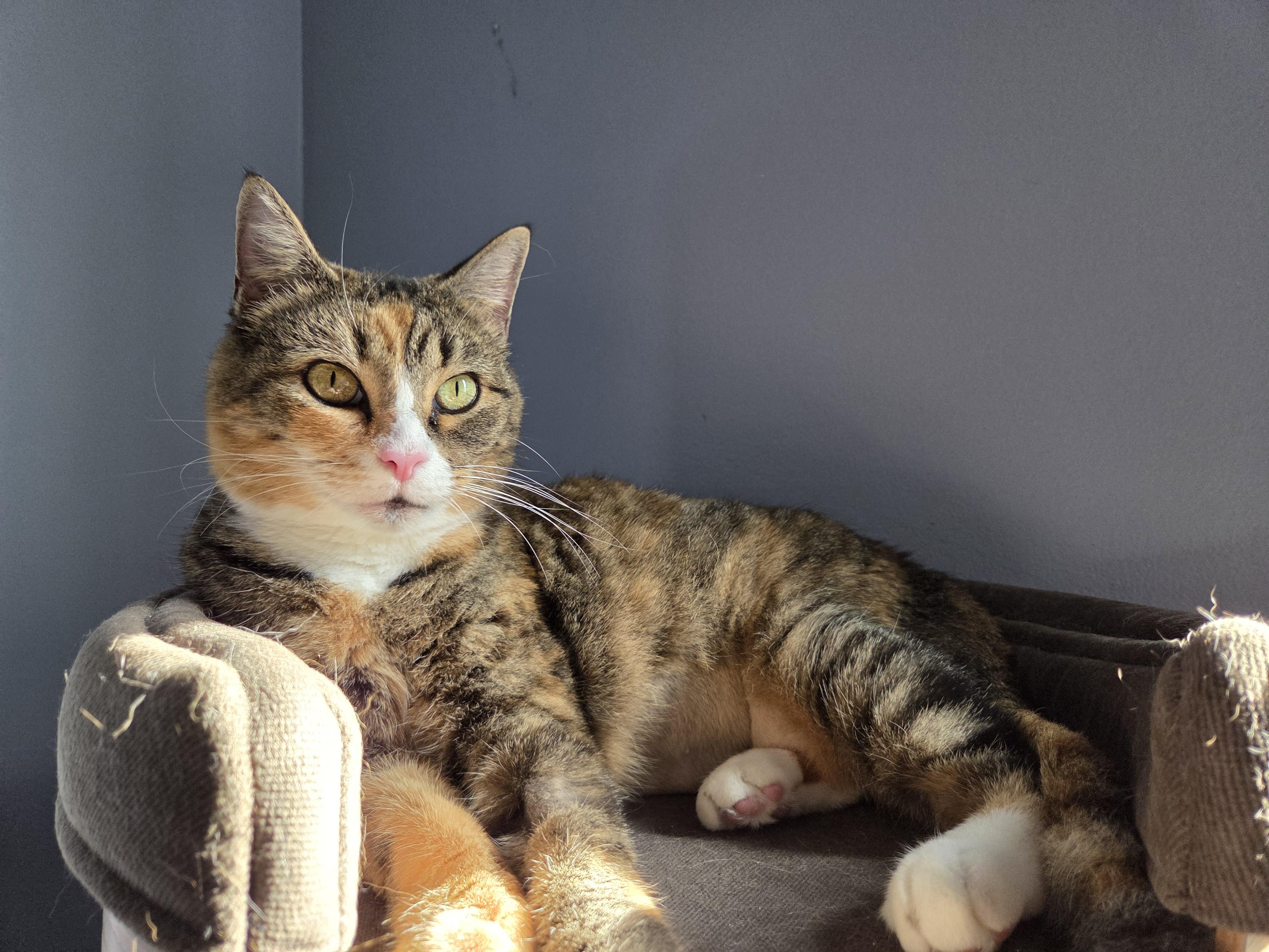 Harley, a Adoptable Domestic Short Hair in Greensboro, NC image 4/6