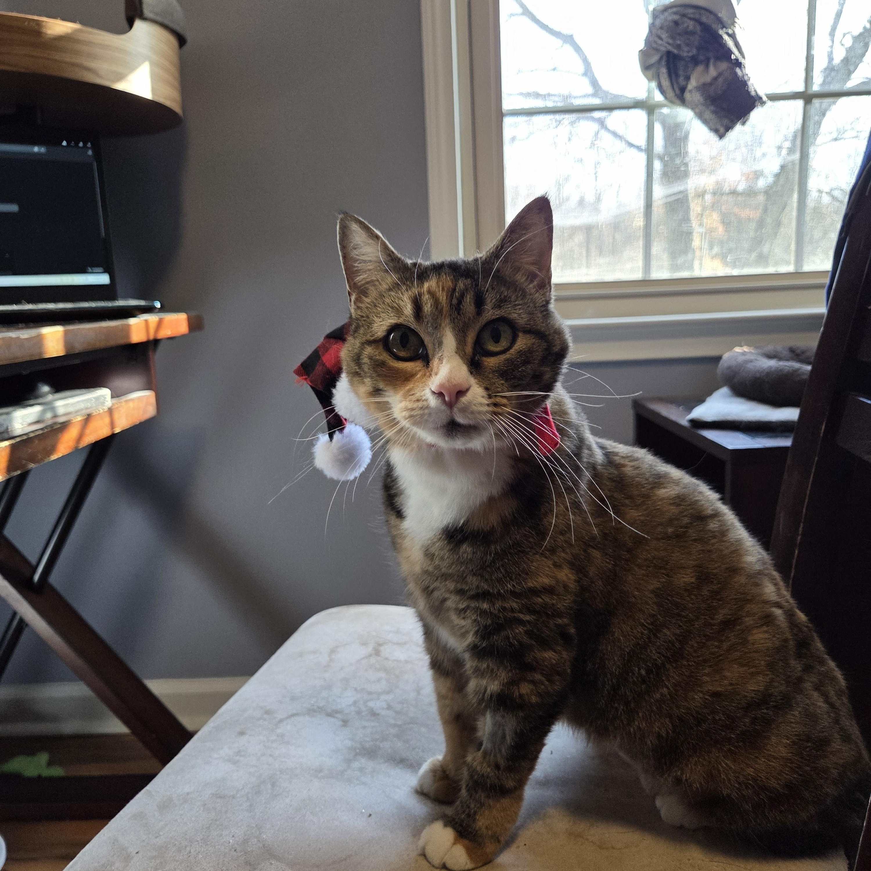 Harley, a Adoptable Domestic Short Hair in Greensboro, NC image 3/6