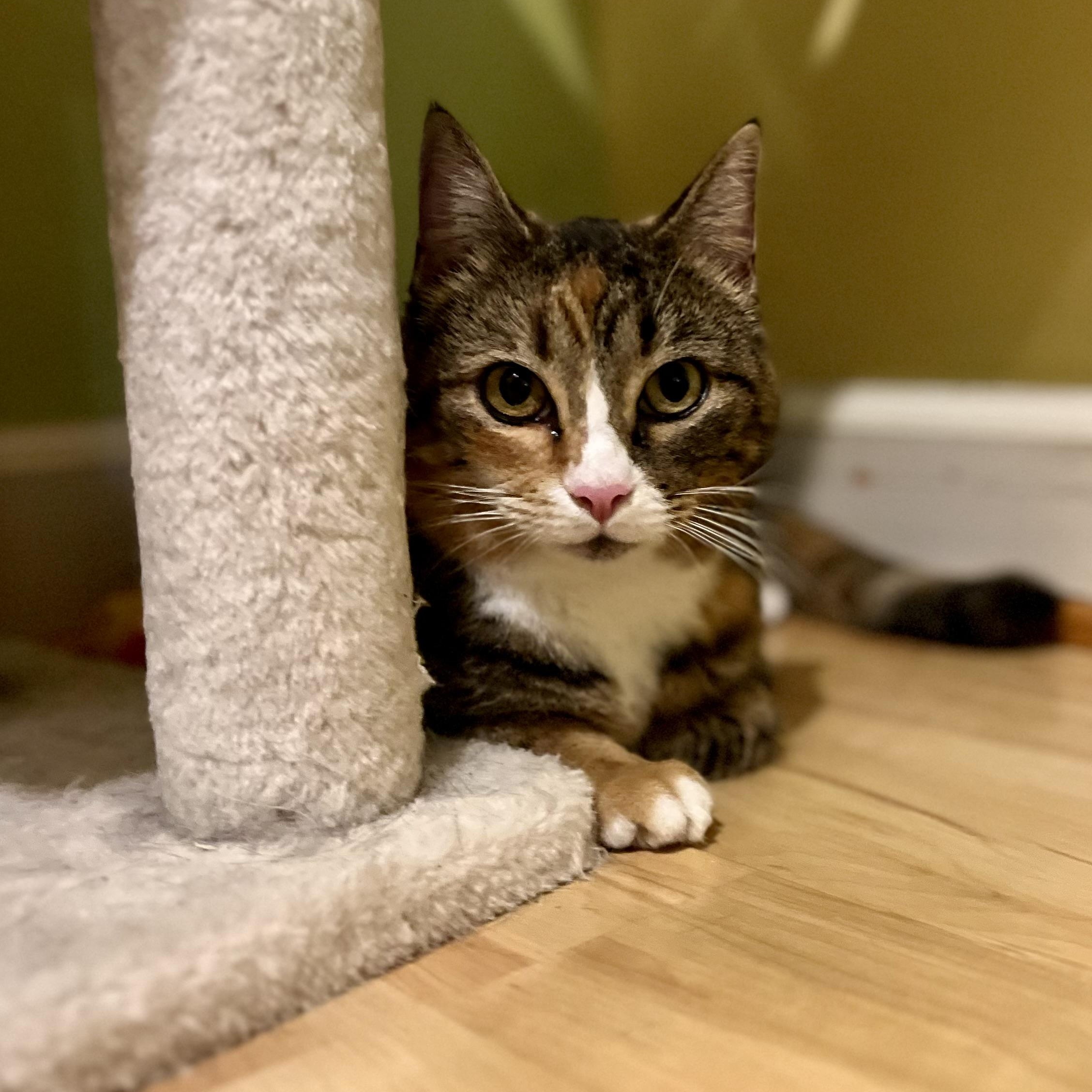 Harley, a Adoptable Domestic Short Hair in Greensboro, NC image 5/6