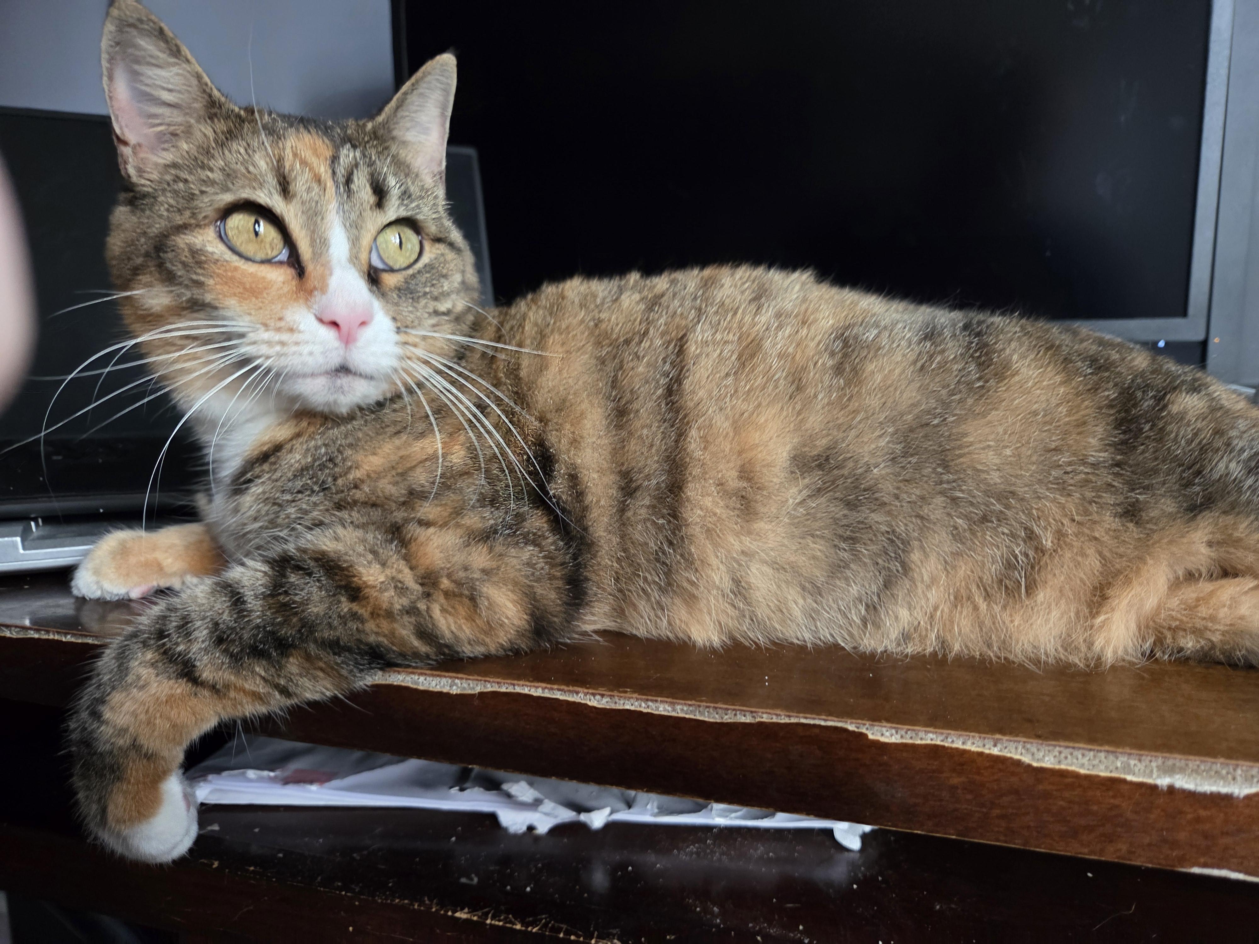 Harley, a Adoptable Domestic Short Hair in Greensboro, NC image 2/6