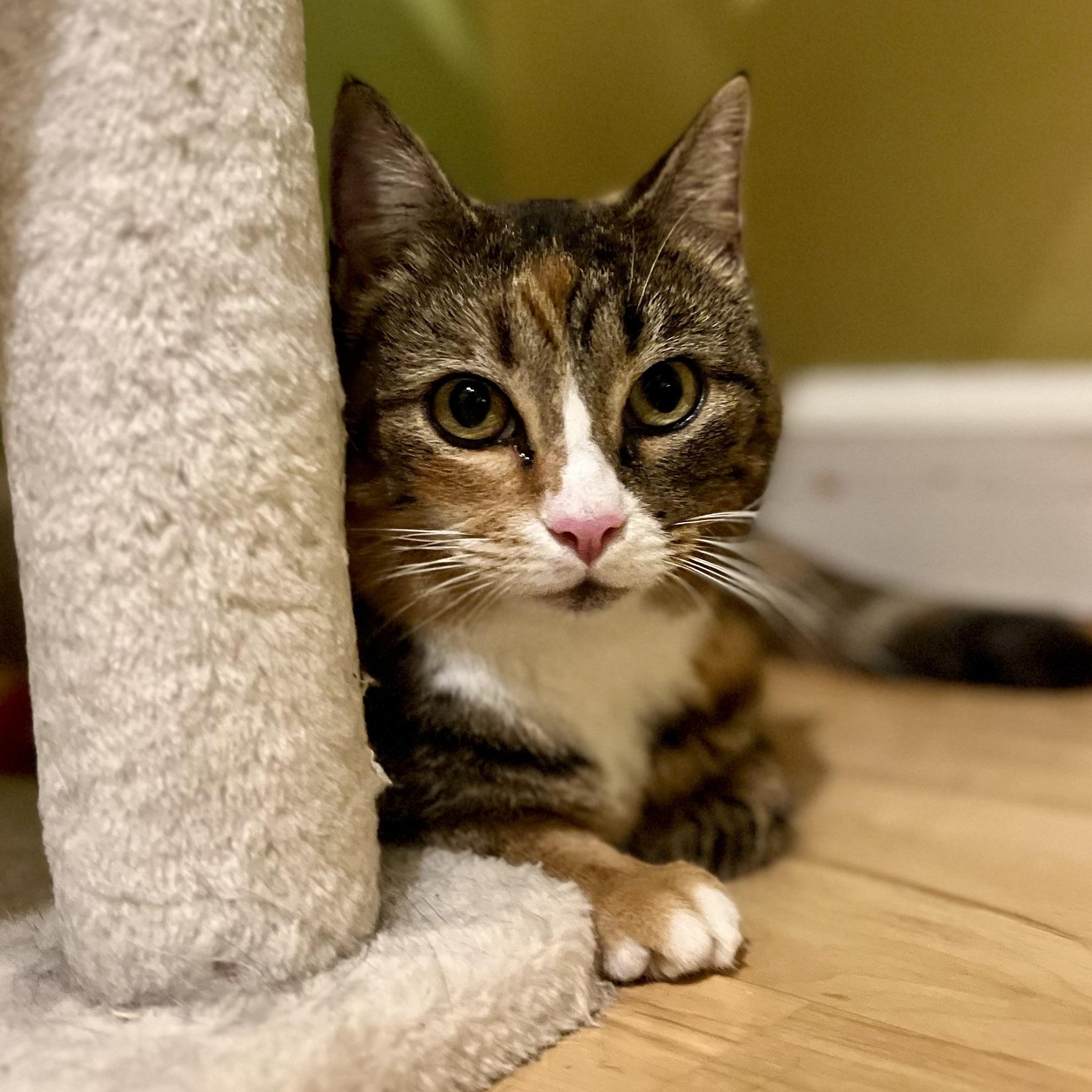 Harley, a Adoptable Domestic Short Hair in Greensboro, NC image 1/6