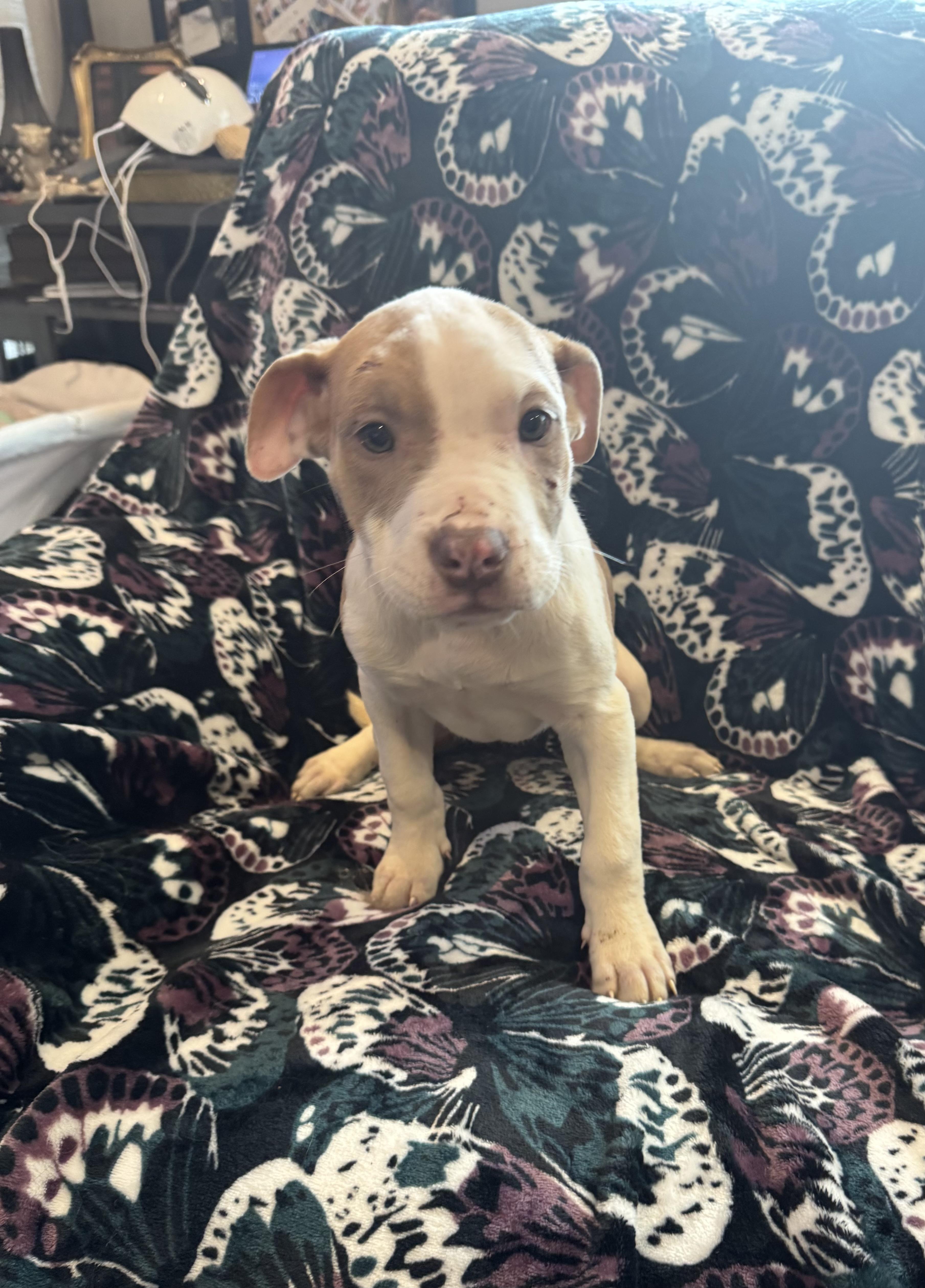 Blondie , ADOPTABLE, Puppy Female Cane Corso & Mastiff.