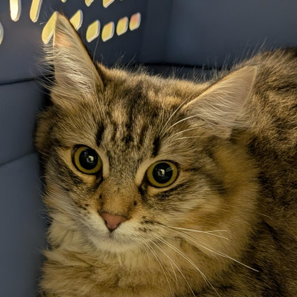 Enlarge Mae, a Adoptable Domestic Medium Hair in Washougal, WA image 1/1