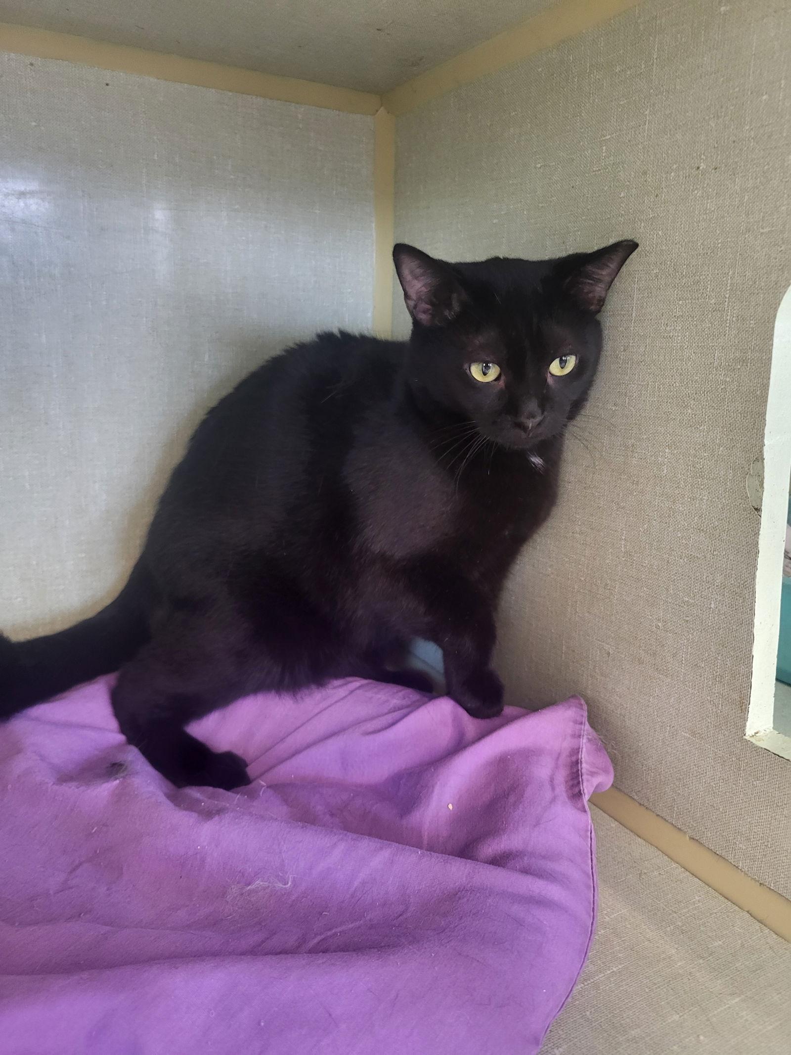 Binx, Adoptable, Young Male Domestic Short Hair.