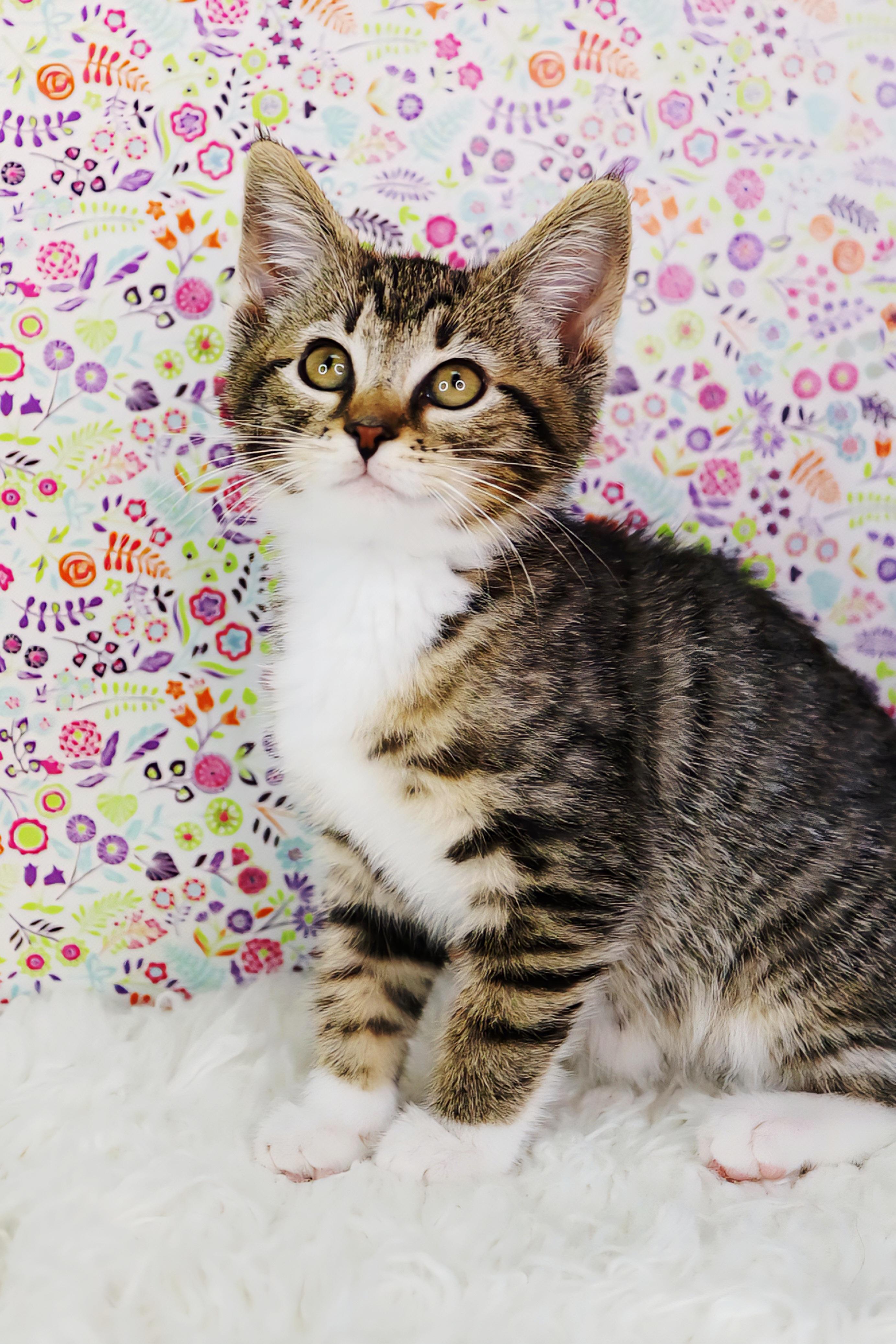 Enlarge Esmerelda, a Adoptable Domestic Short Hair in Ashland, KY image 1/1