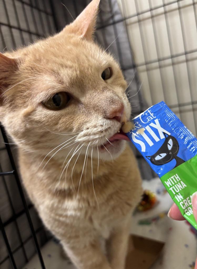 Enlarge Queso, a Adoptable mixed breed in Fall River, MA image 2/6