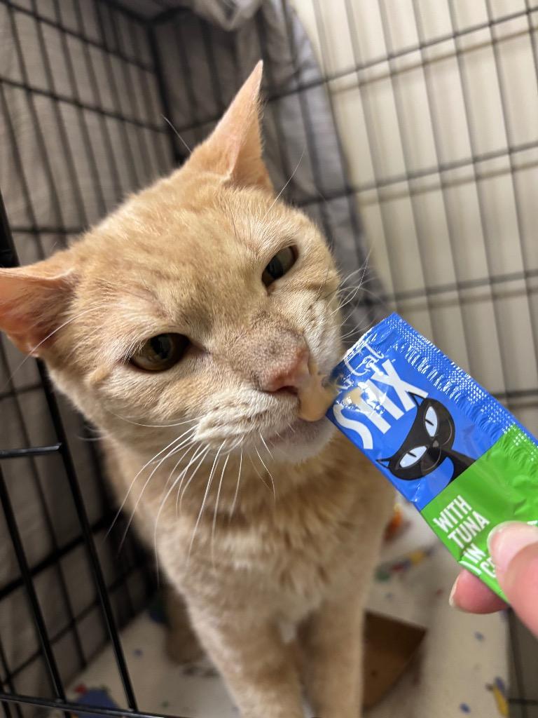 Enlarge Queso, a Adoptable mixed breed in Fall River, MA image 3/6