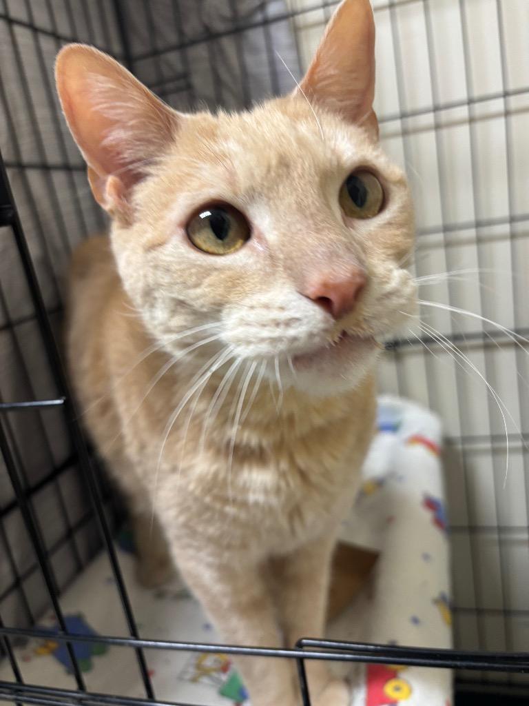 Enlarge Queso, a Adoptable mixed breed in Fall River, MA image 4/6