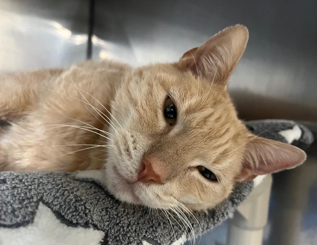 Enlarge Queso, a Adoptable mixed breed in Fall River, MA image 2/3