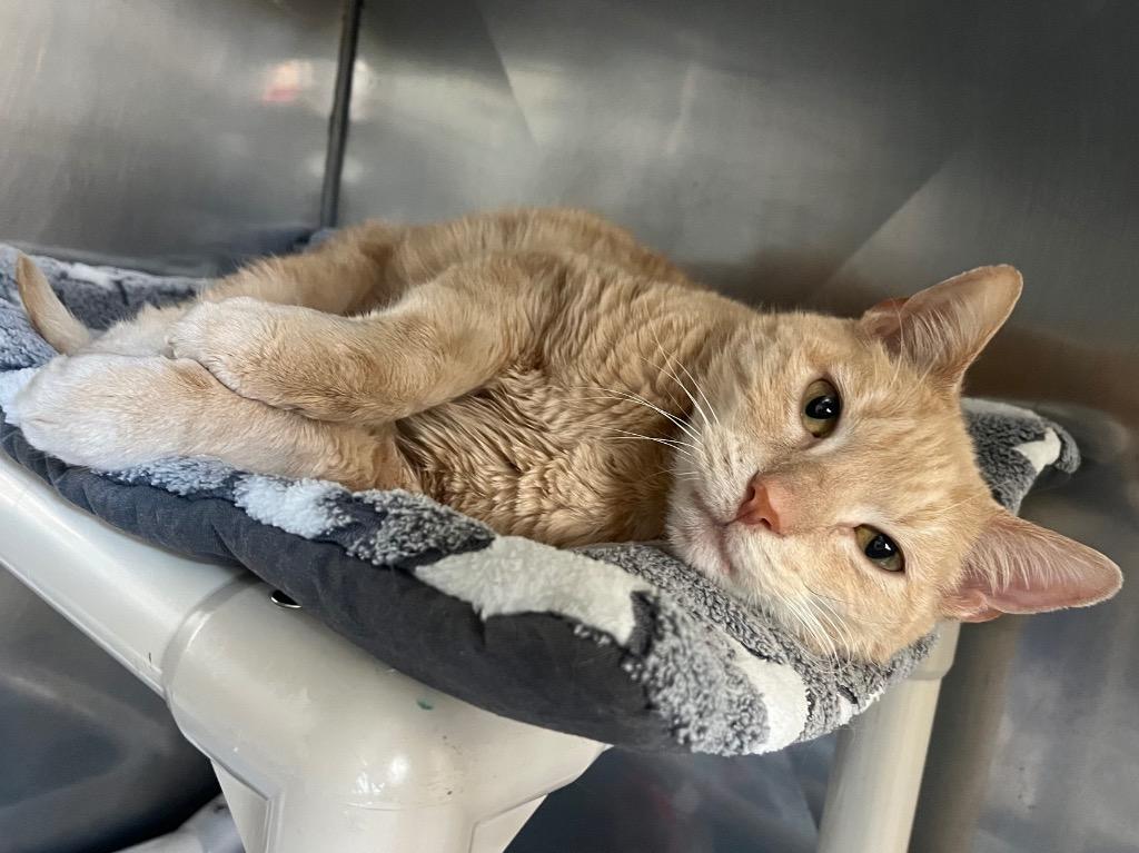 Enlarge Queso, a Adoptable mixed breed in Fall River, MA image 3/3