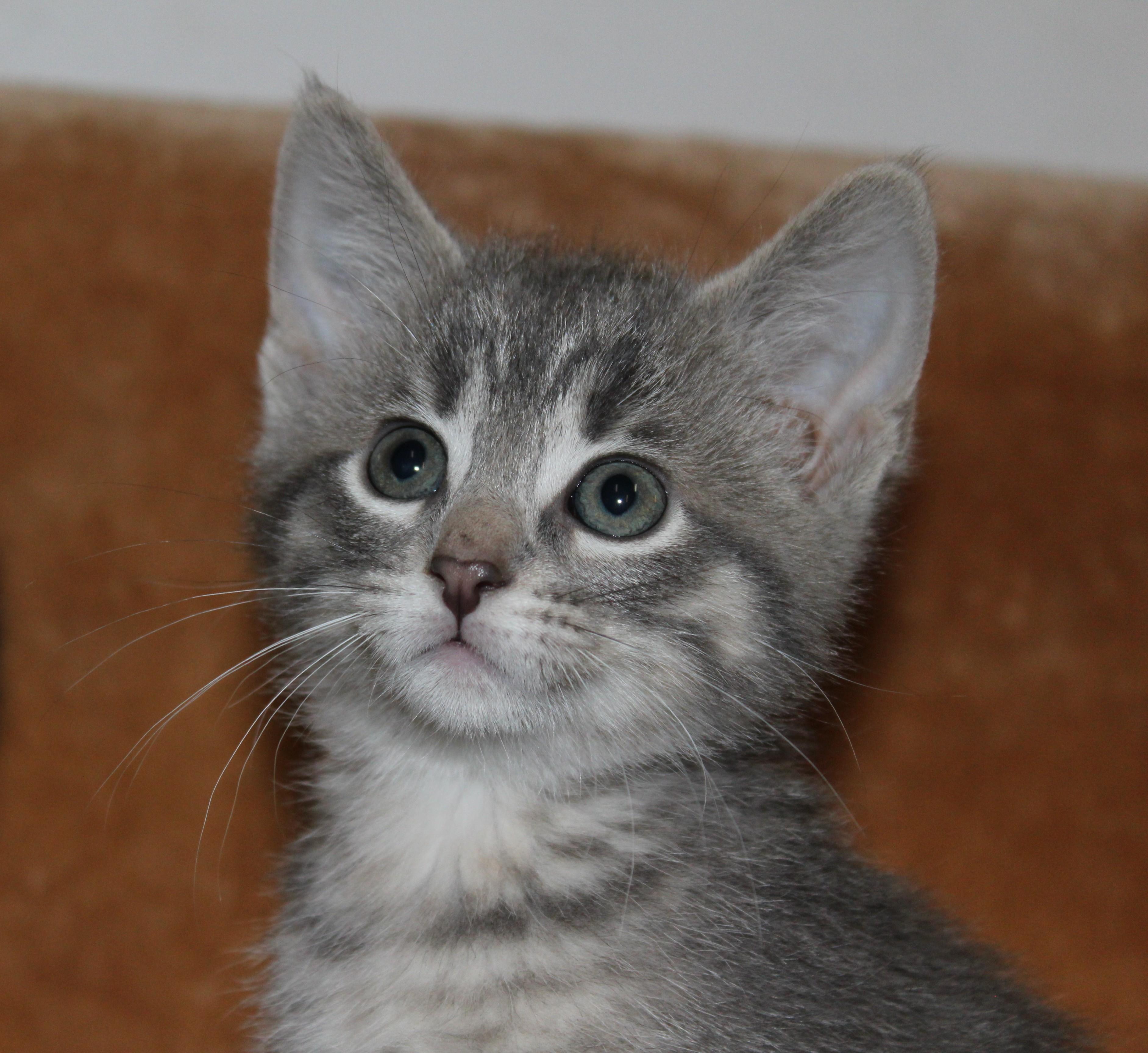 Dora, Baby Female Domestic Short Hair