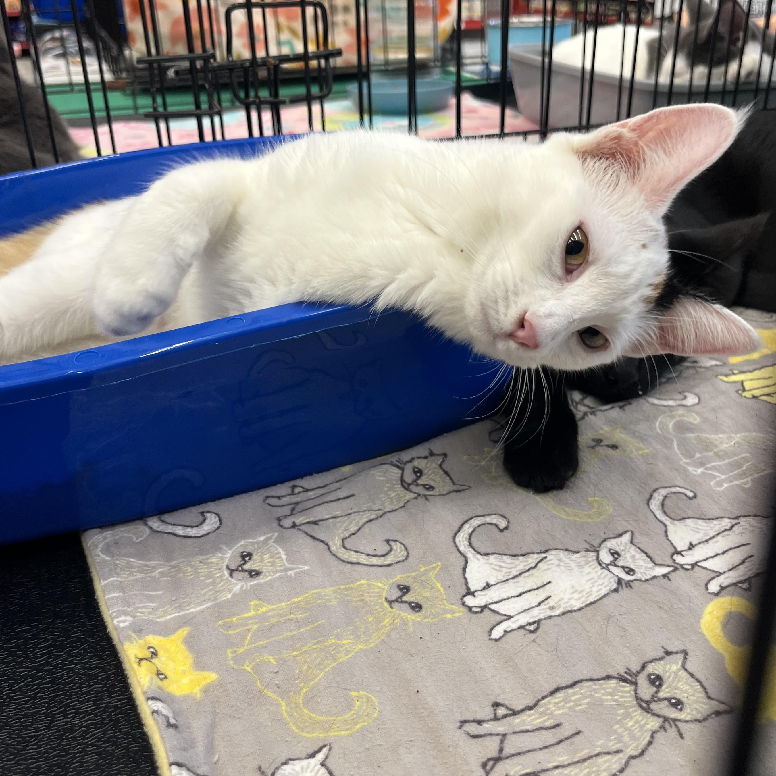 Elsa N., Adoptable, Young Female Calico.