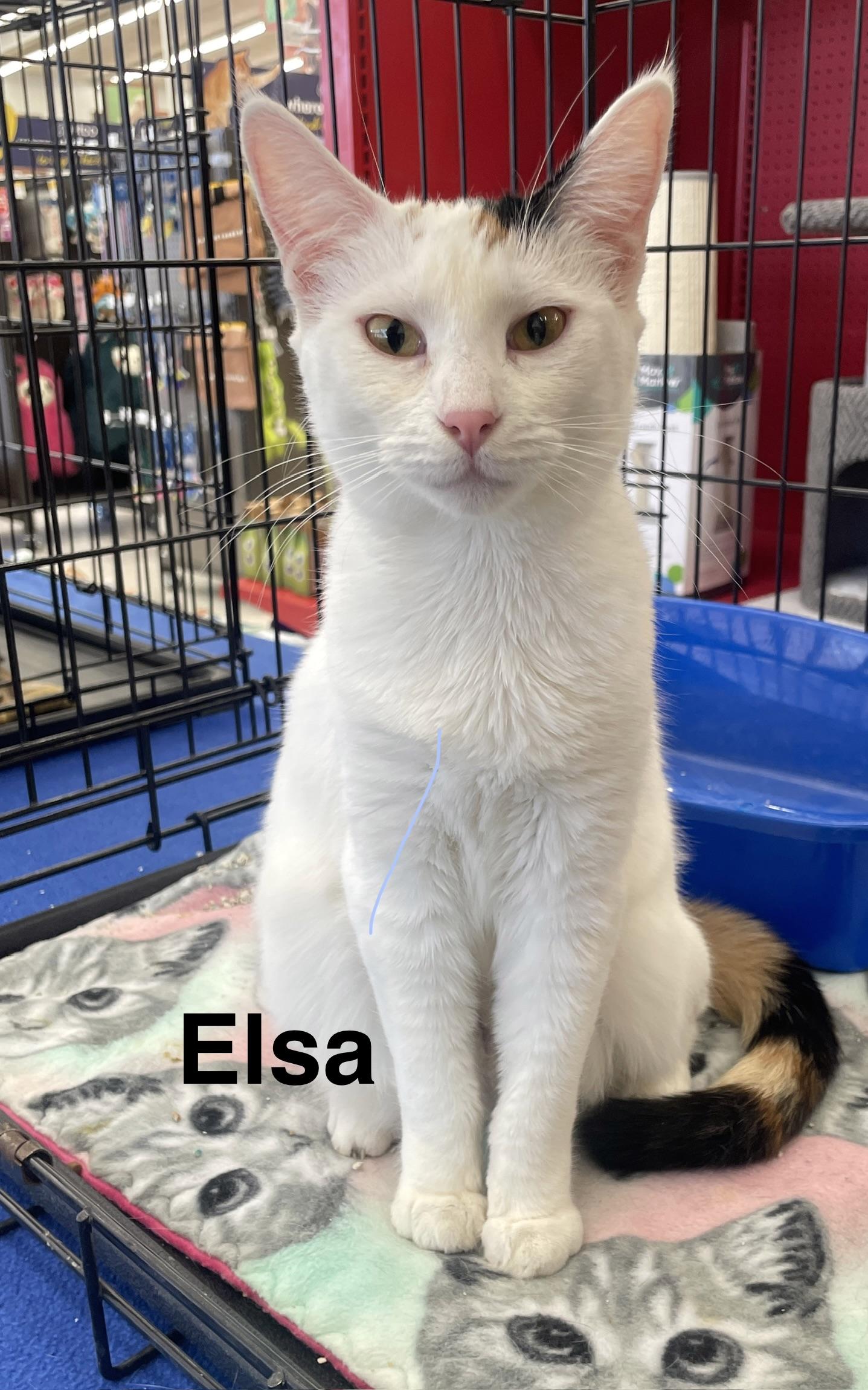 Elsa N., adoptable, Young Female Calico.